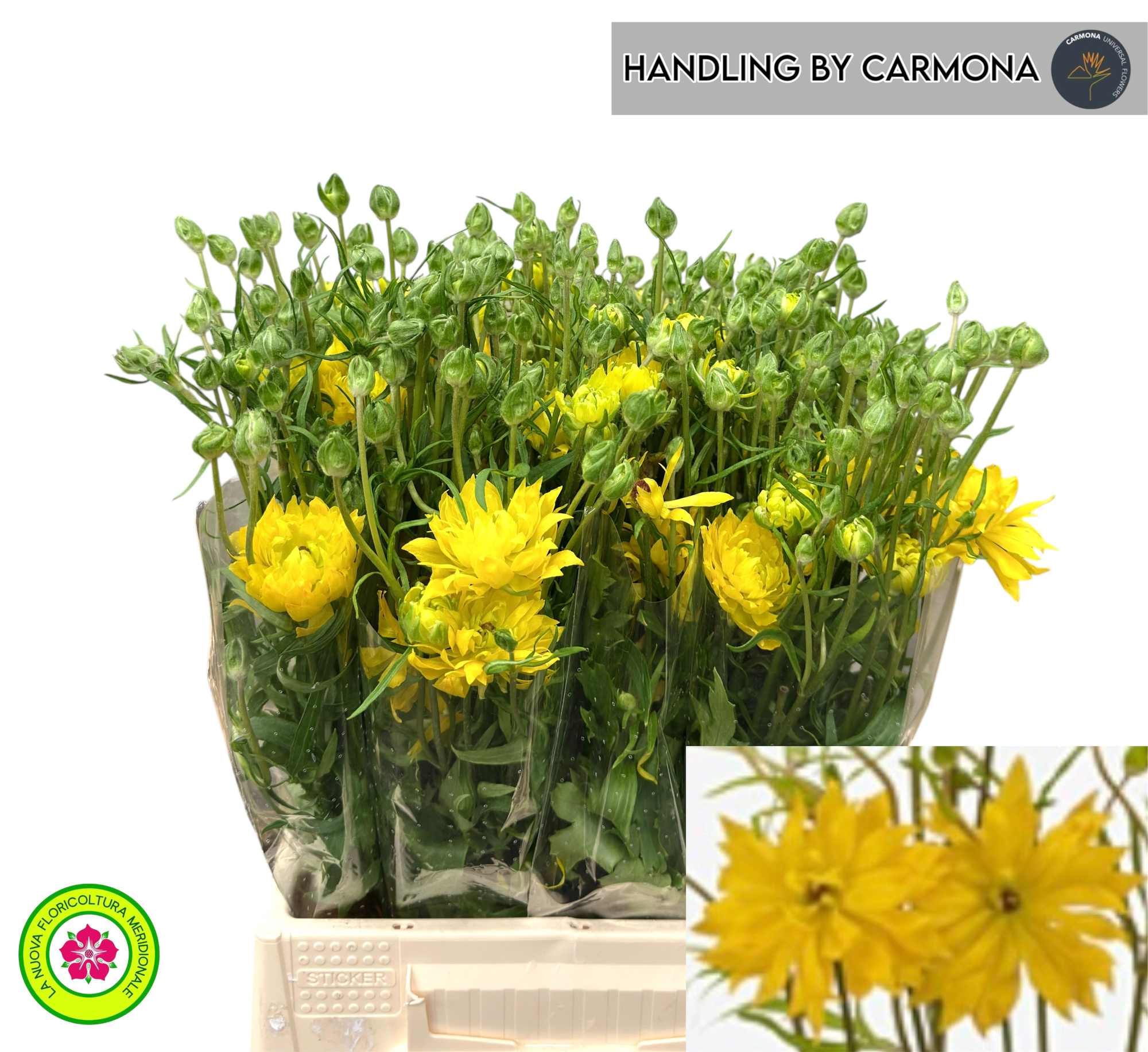Ранункулус Модерна Проксима 45 (желт.), шт.