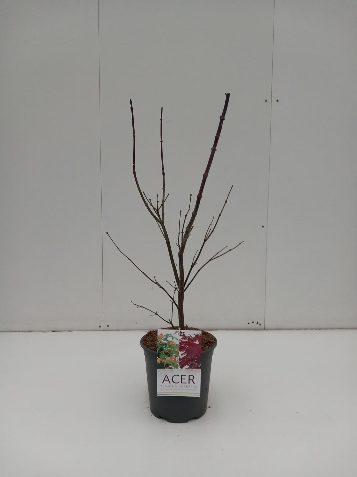 Acer palmatum Osakazuki, D 24
