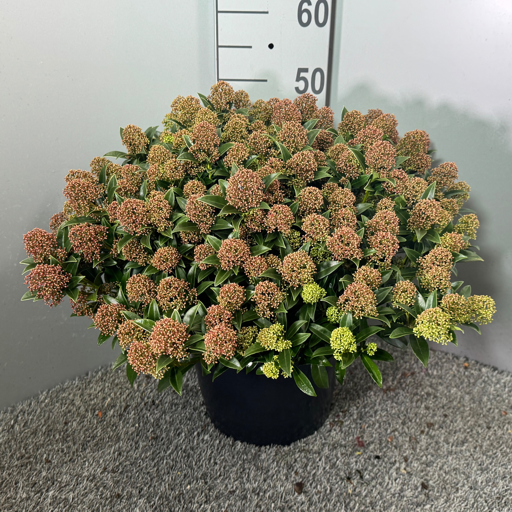 Skimmia japonica Godrie's Dwarf Marlot P.31, D 31 cm