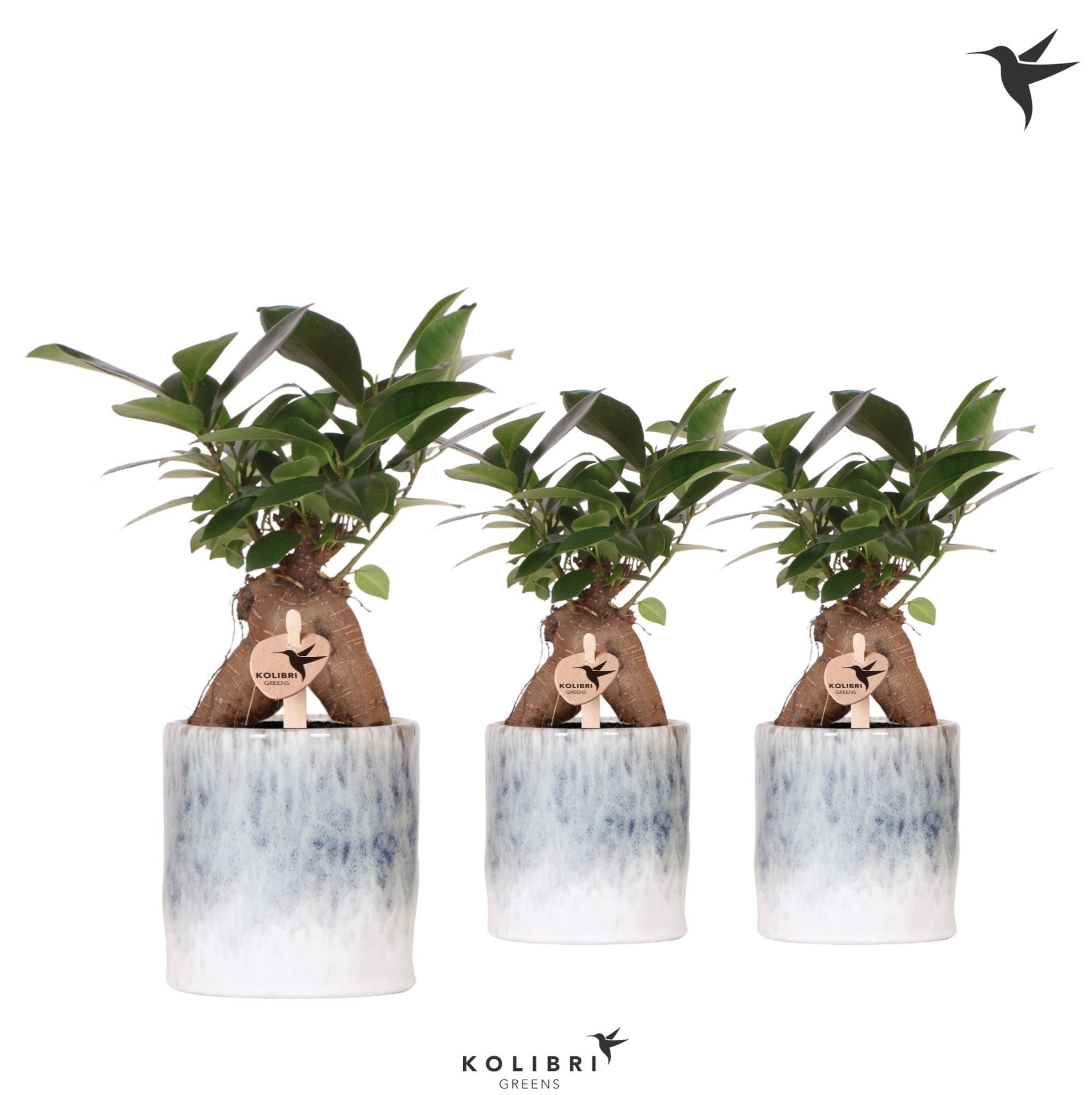 Kolibri Greens Ficus Ginseng Retusa in Sky pot, D 9 cm