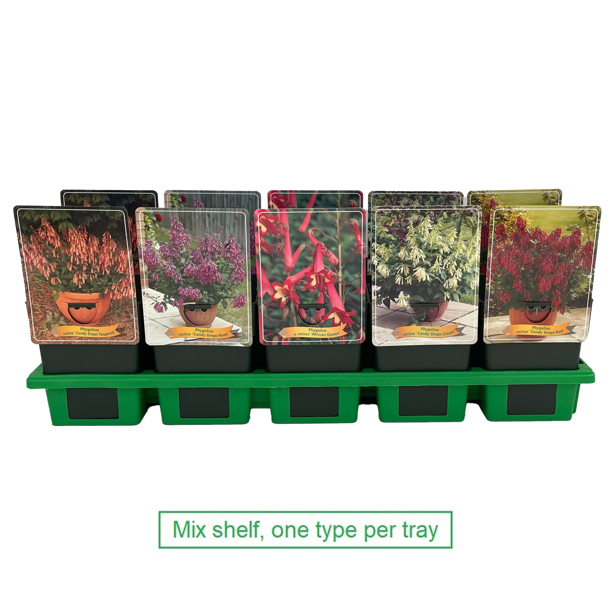 Phygelius mix 6x10 srt. per laag P11, D 11 cm