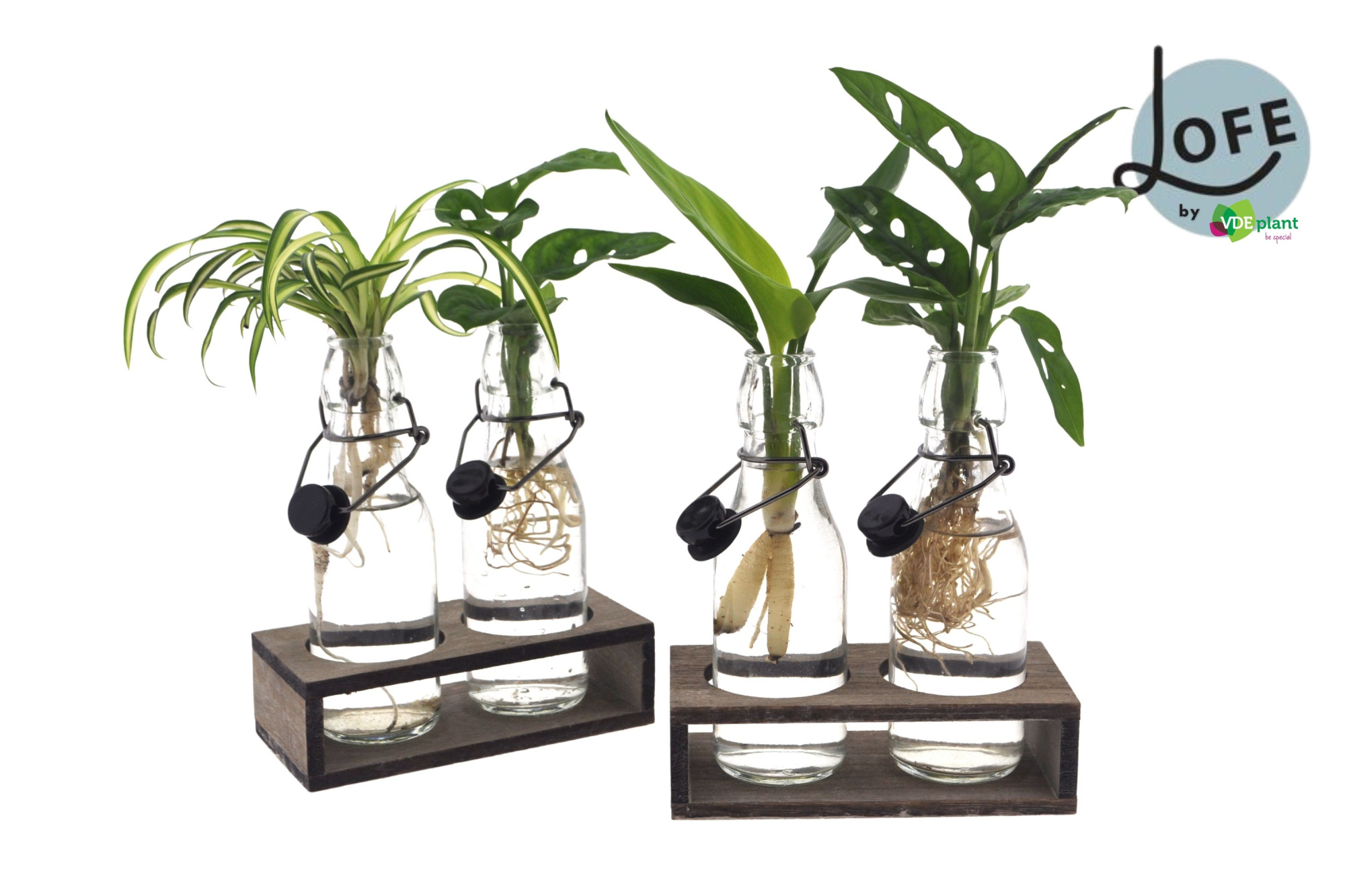 LOFE | Intenz mix in Ann glas + duo houtje - levertijd: 24 uur, D 7 cm