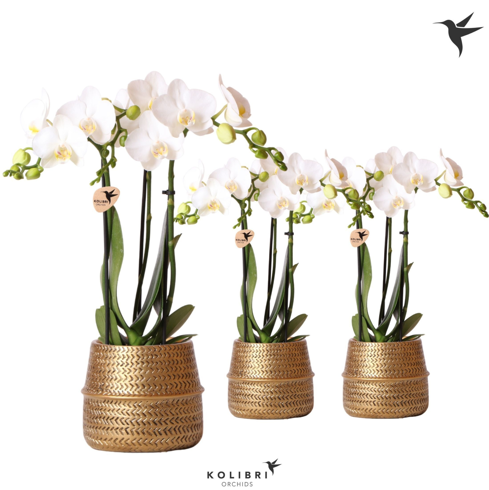 Kolibri Orchids Phalaenopsis white 3 spike in Groove pot gold, D 9 cm