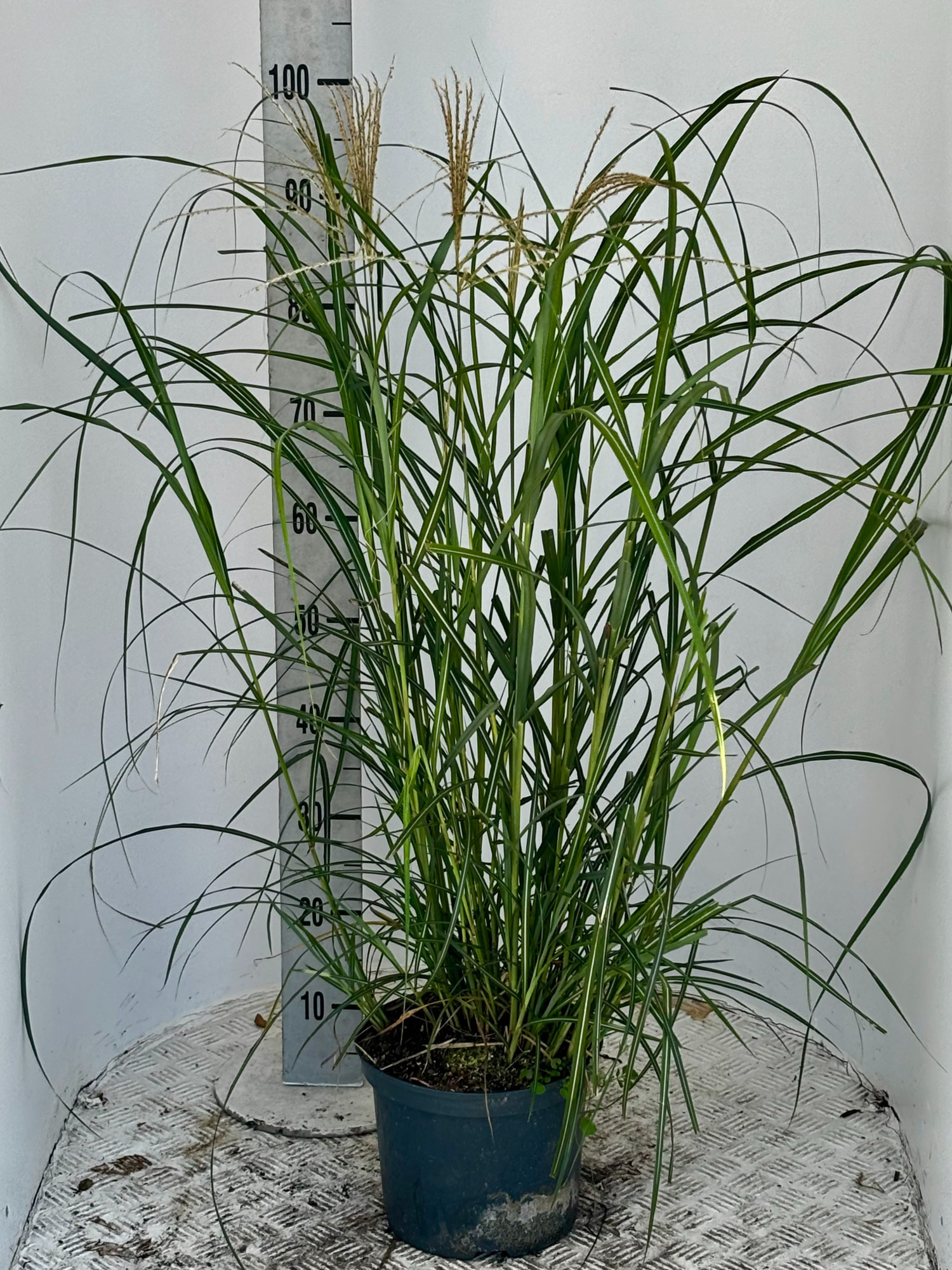 Miscanthus sin. 'Hermann Müssel', D 23 cm