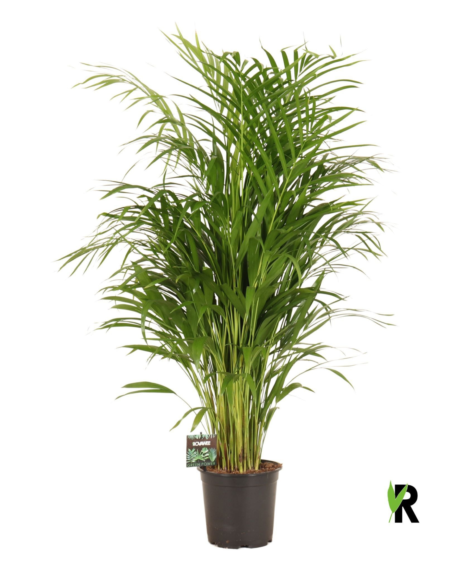 Dypsis lutescens, D 19