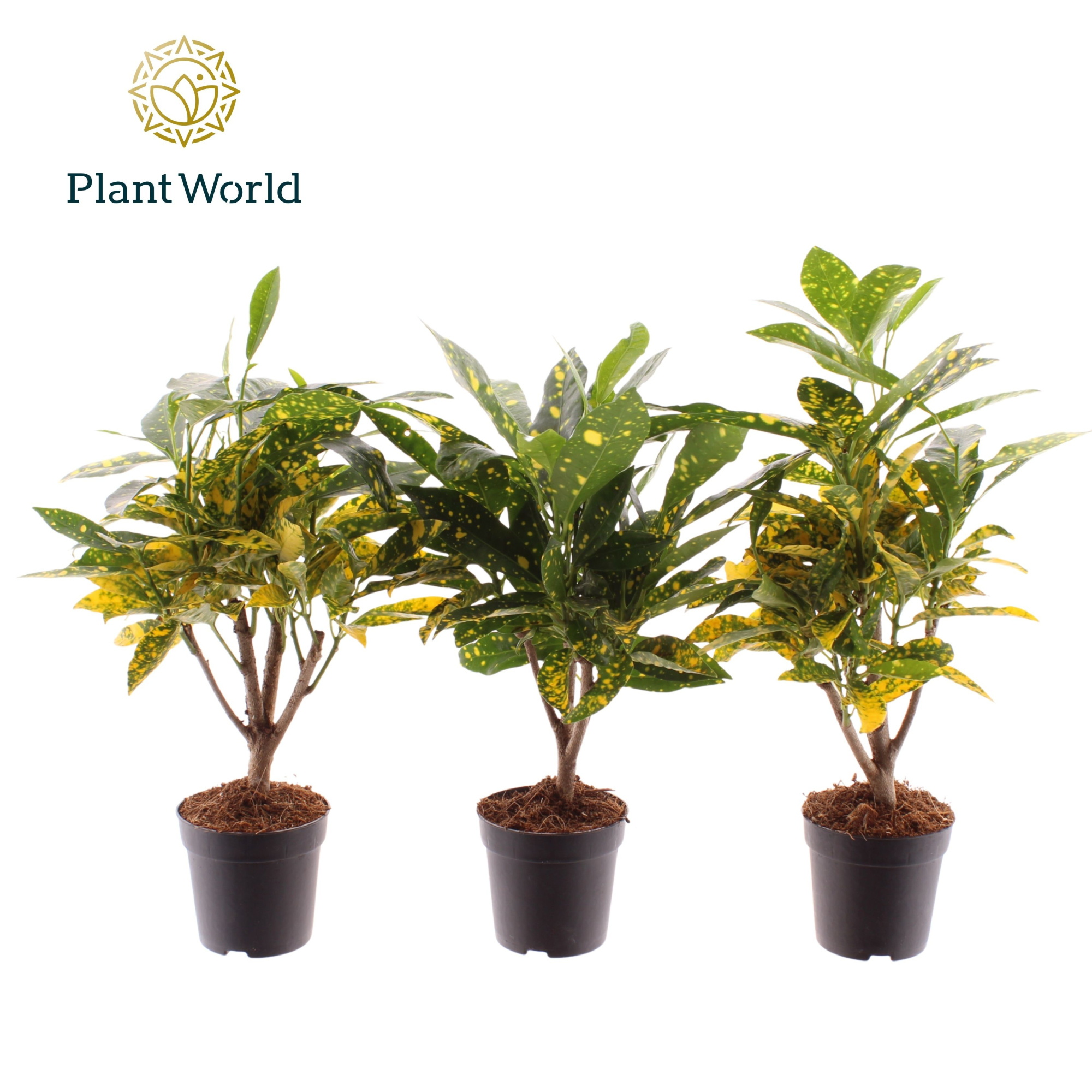 Croton Gold Dust stam 7 cm, D 7 cm
