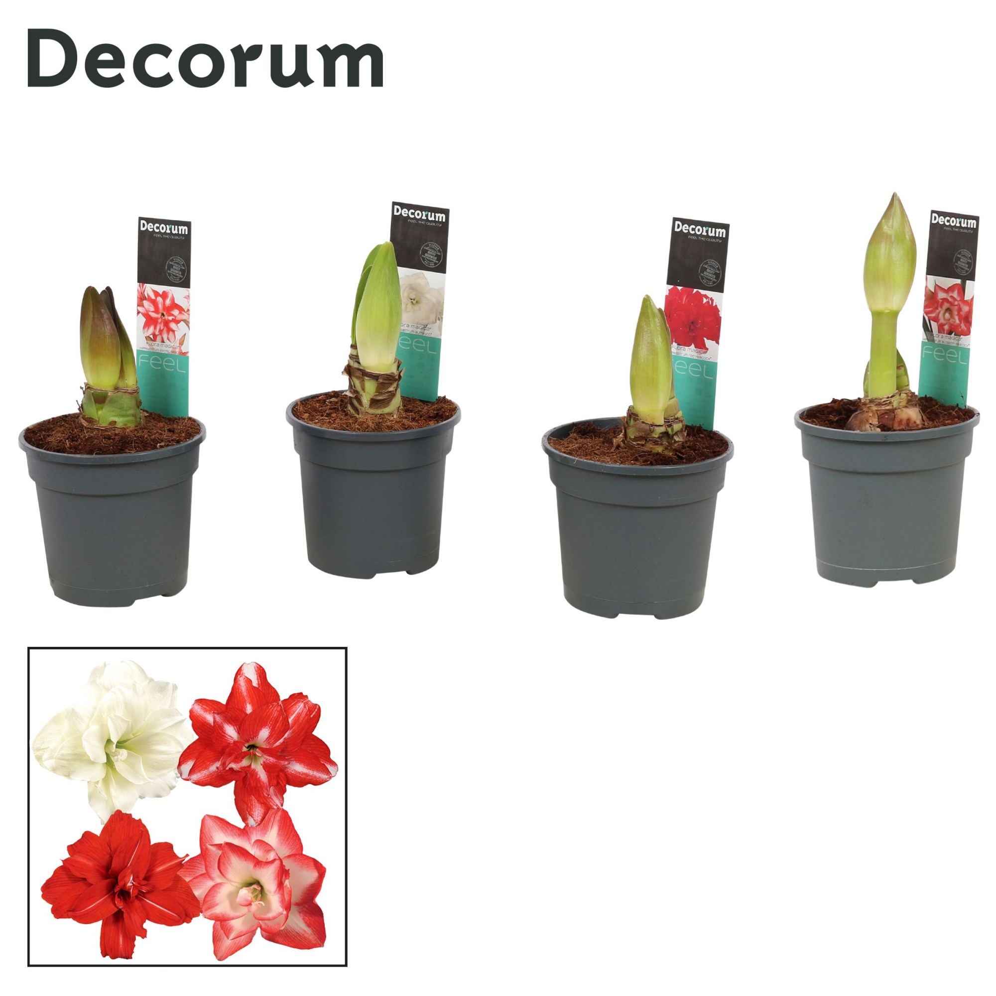 Amaryllis Dubbelbl. Mix 2 Knop (Decorum), D 13 cm