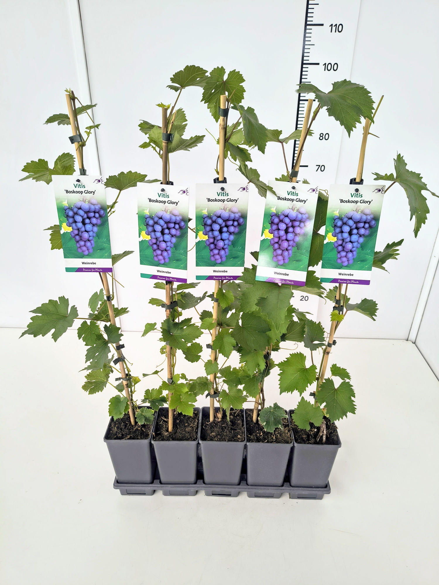 Vitis 'Boskoop Glory' 80CMC2, D 17 cm