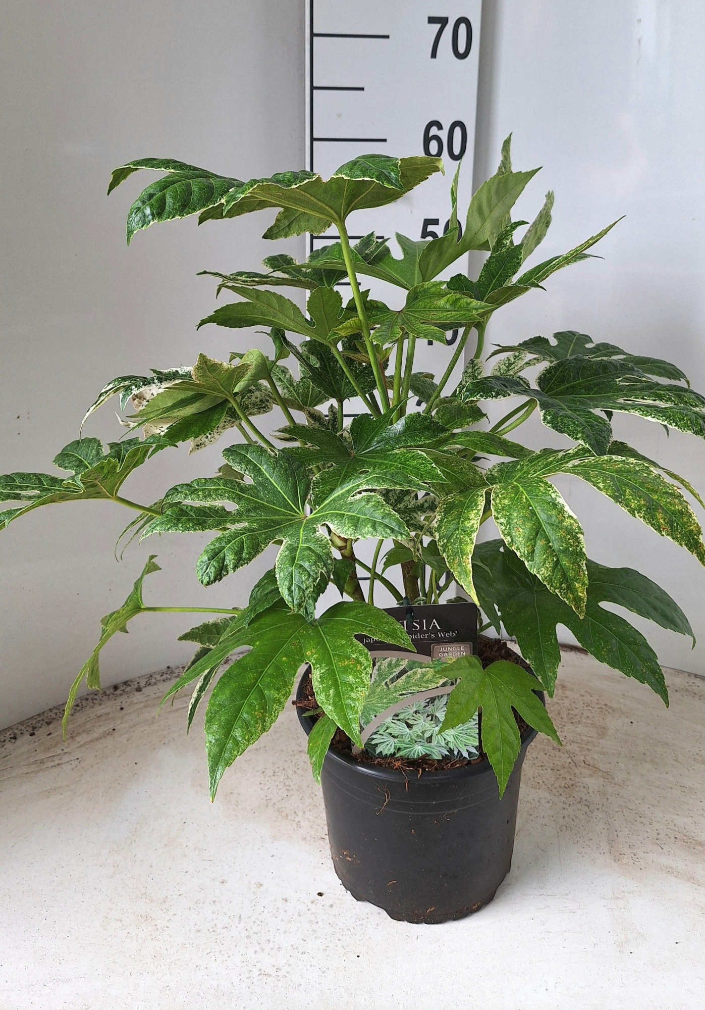 Fatsia japonica Spiders Web, D 21 cm