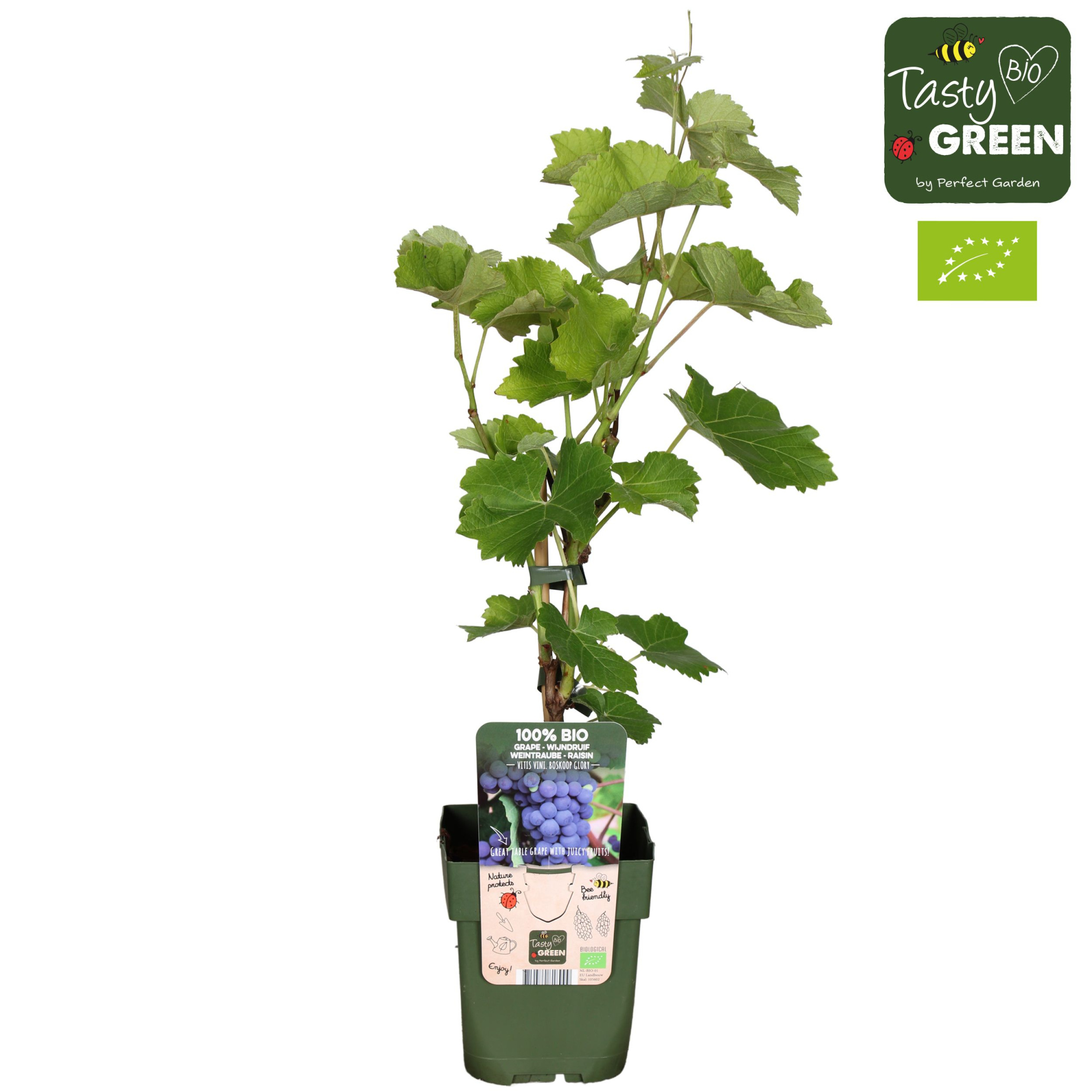Vitis Boskoop Glory Bio P13, D 13 cm