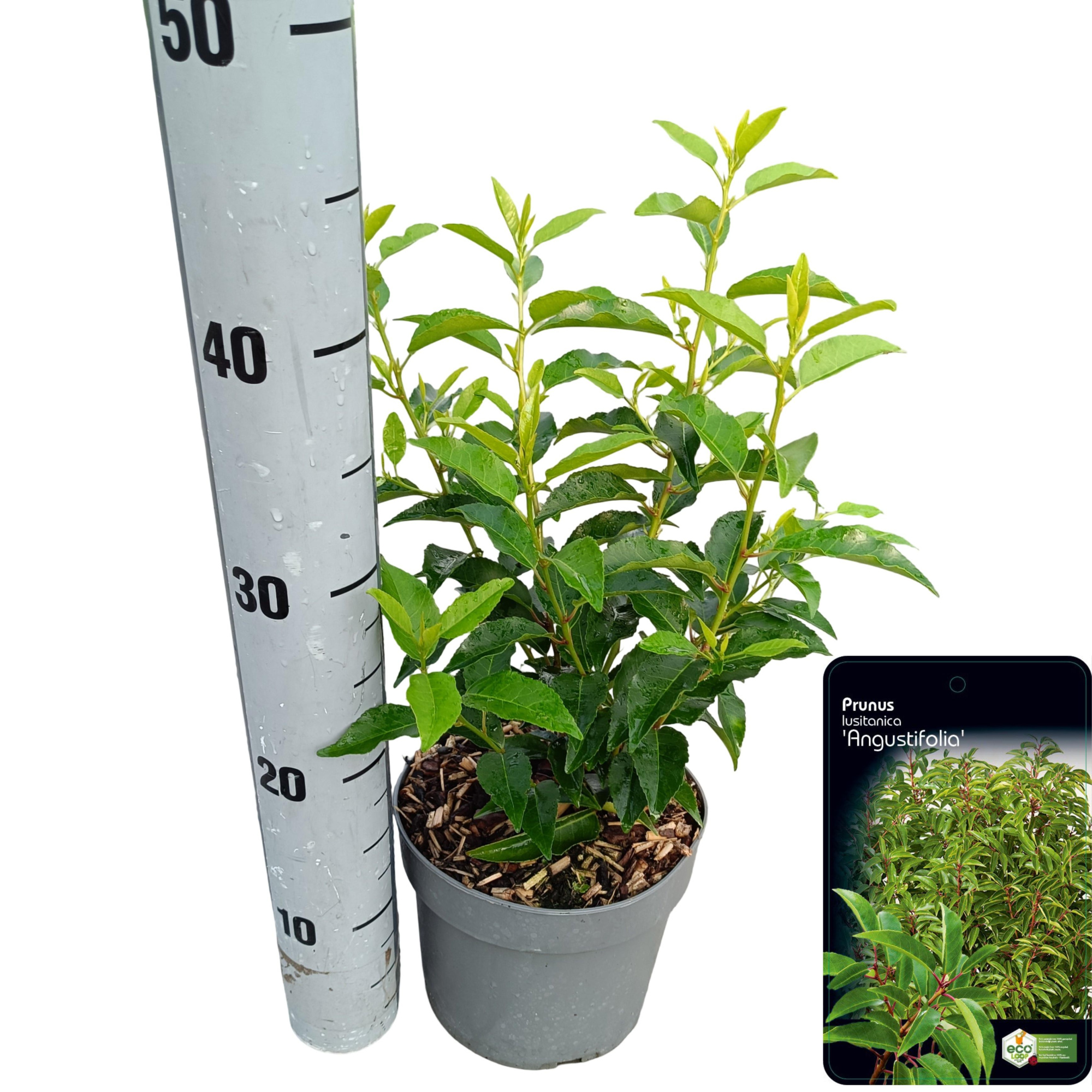 Prunus lusitanica 'Angustifolia' C2, D 17 cm