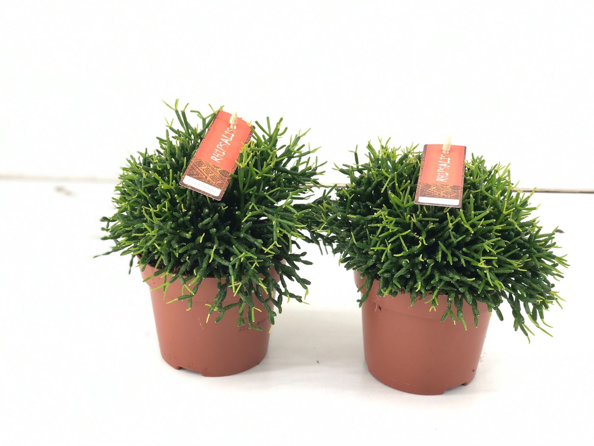 Rhipsalis Baccifera P12 cm, D 12