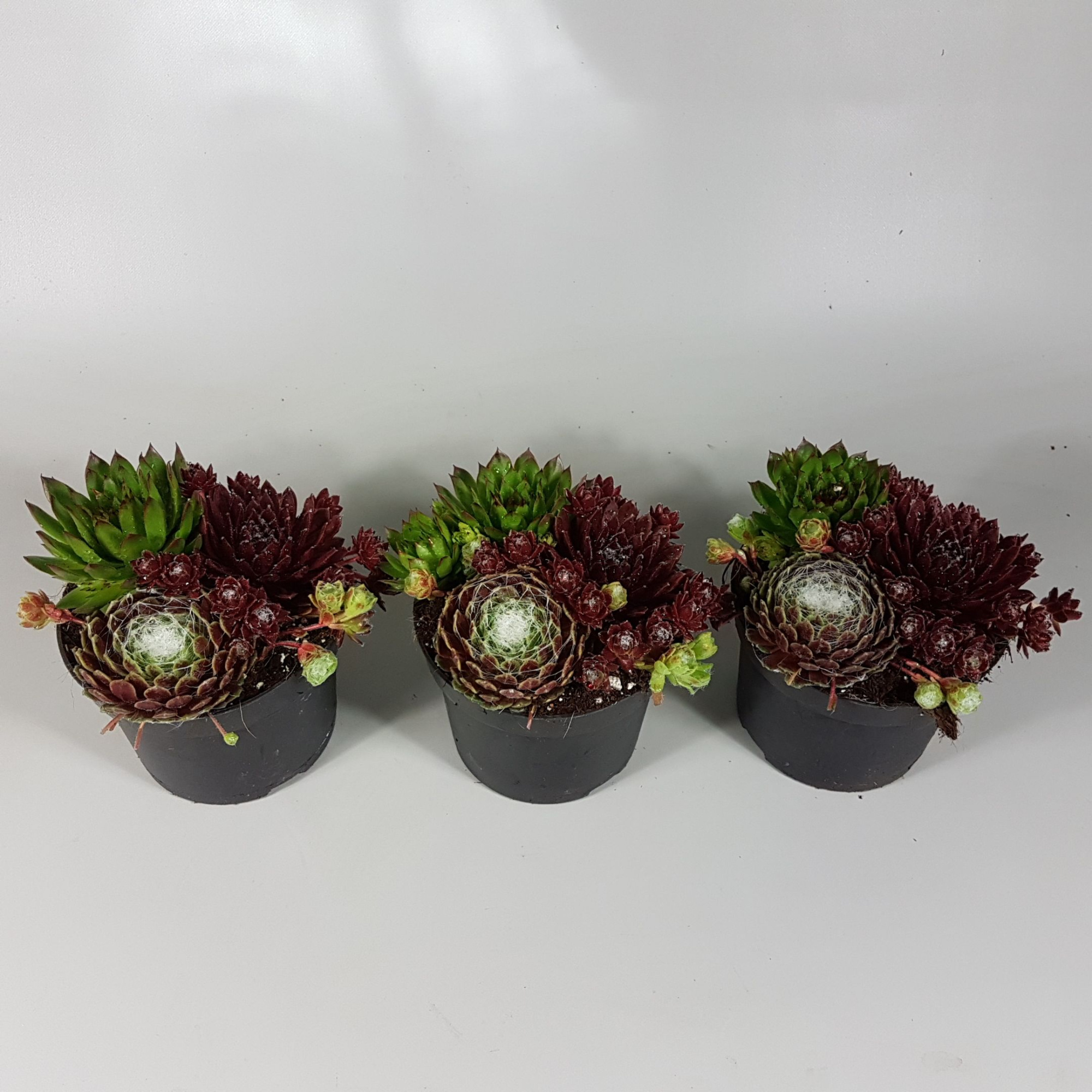 Sempervivum trio P12, D 12 cm