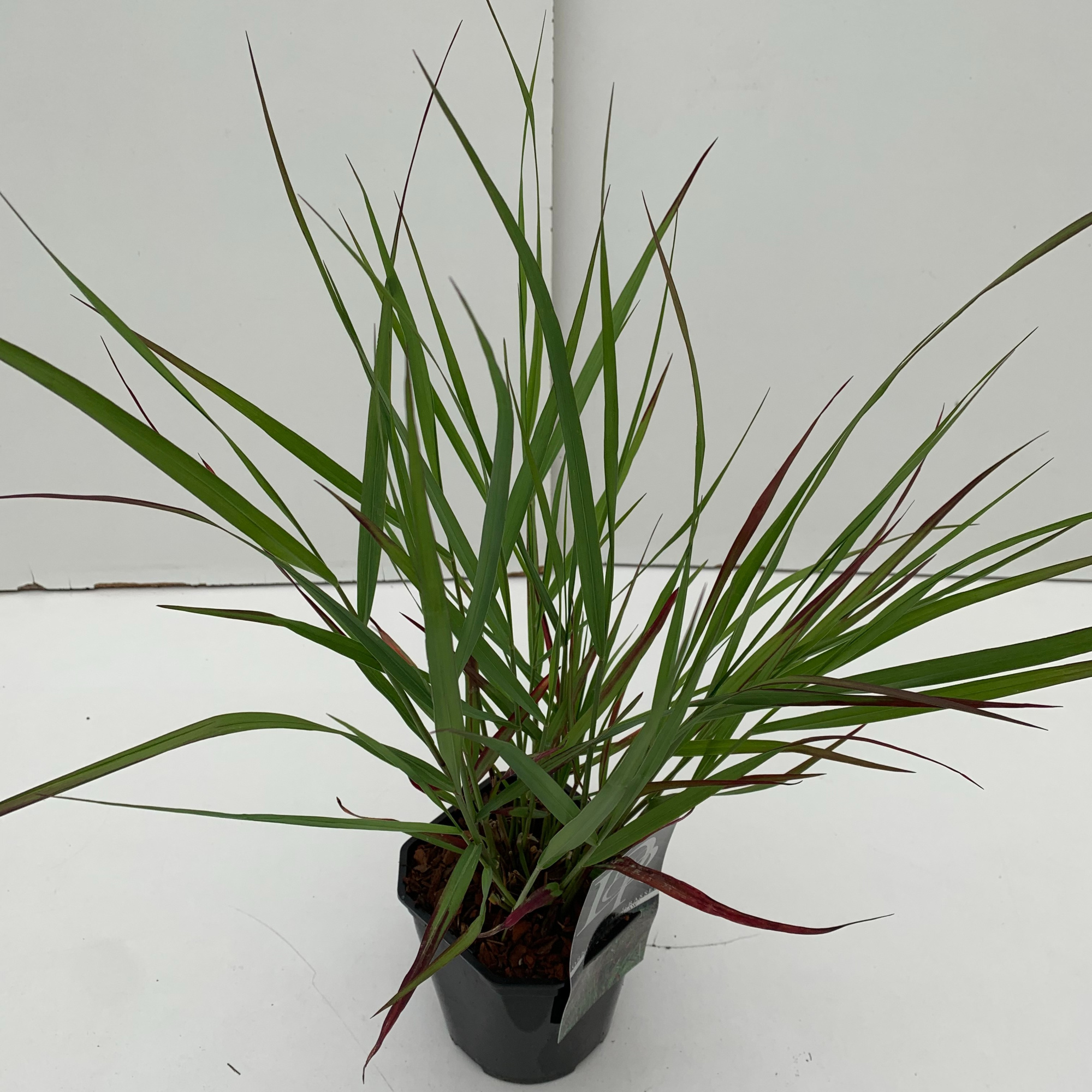 Panicum 'Squaw', D 17 cm