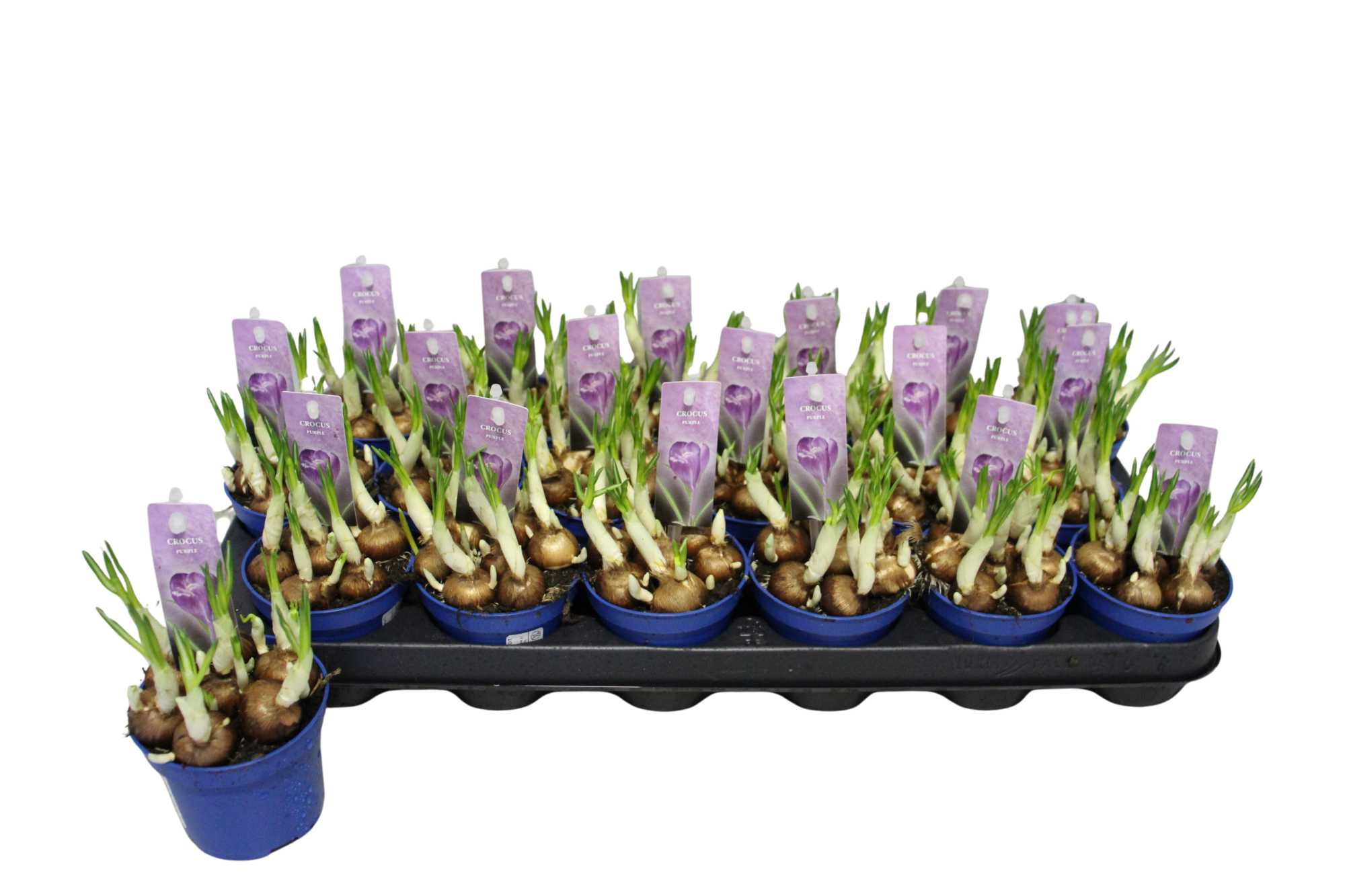 Crocus Flower Record P9, D 9