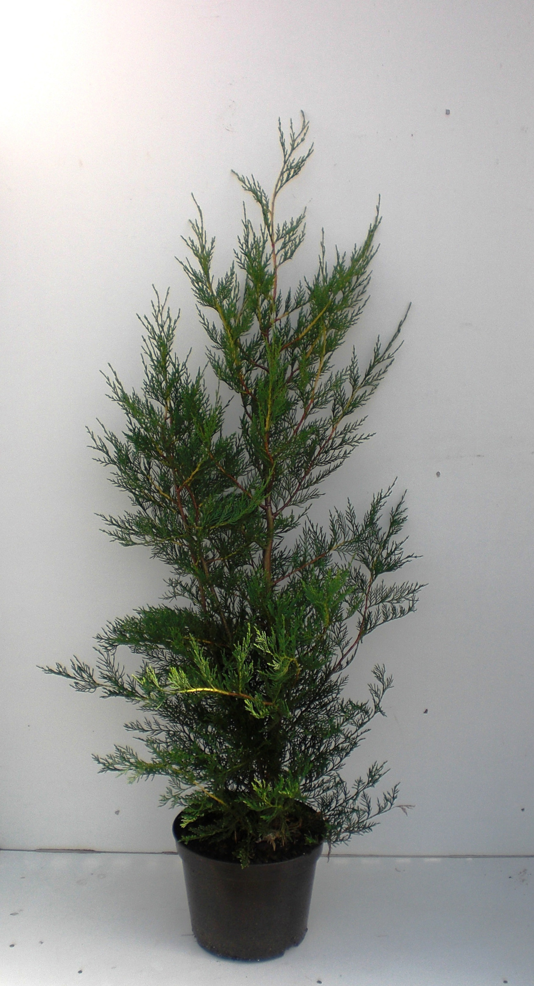 Cupressocyparis leylandii, D 32 cm