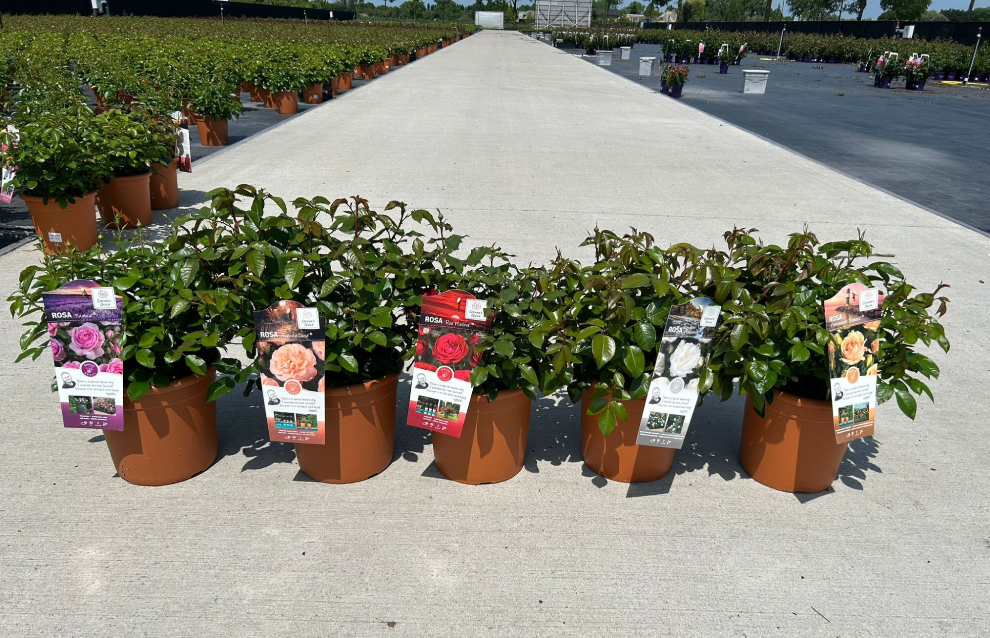 Rosa 'Decopot' mix - dp30, D 30