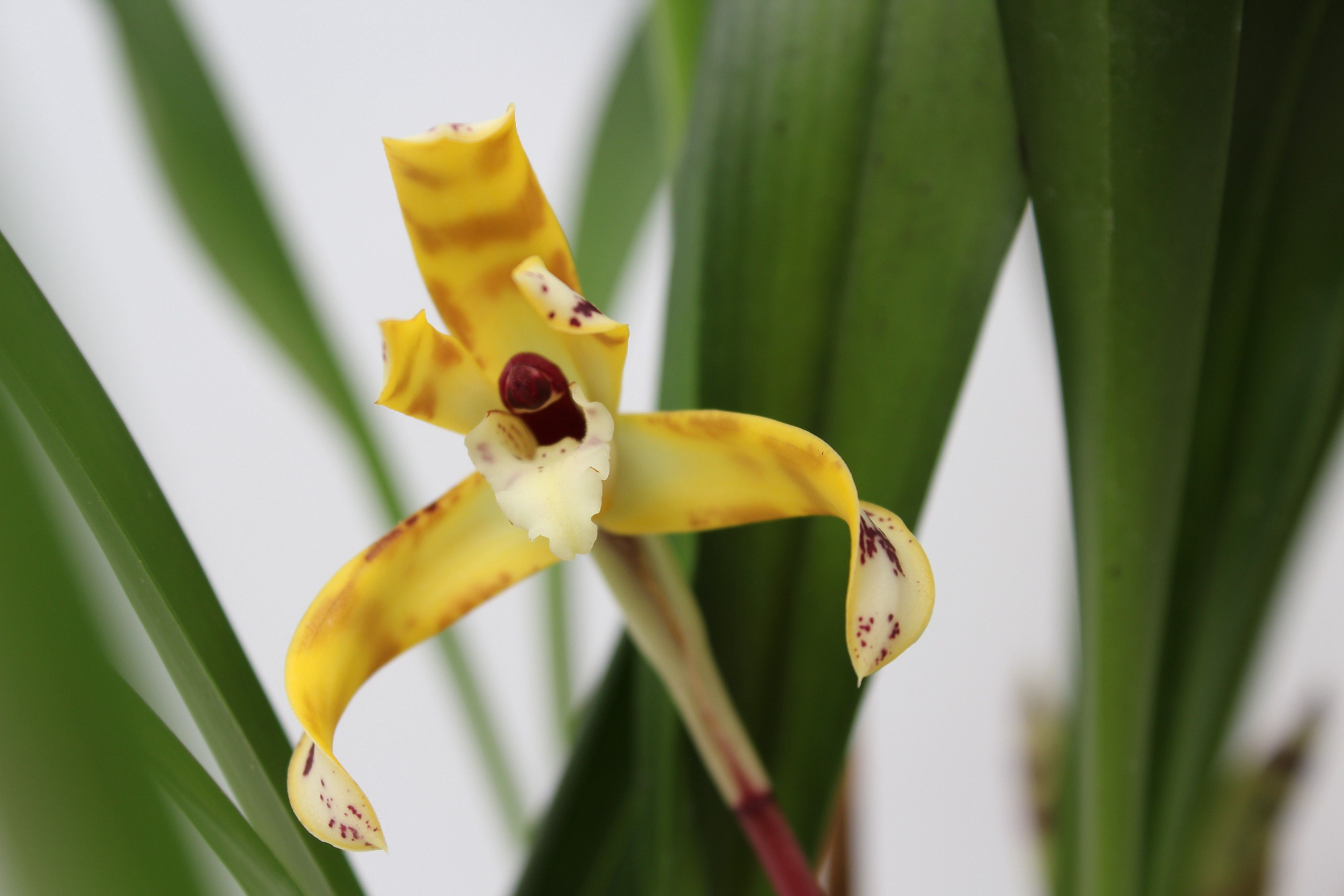 Maxillaria Picta 12 cm Geurend, D 12 cm