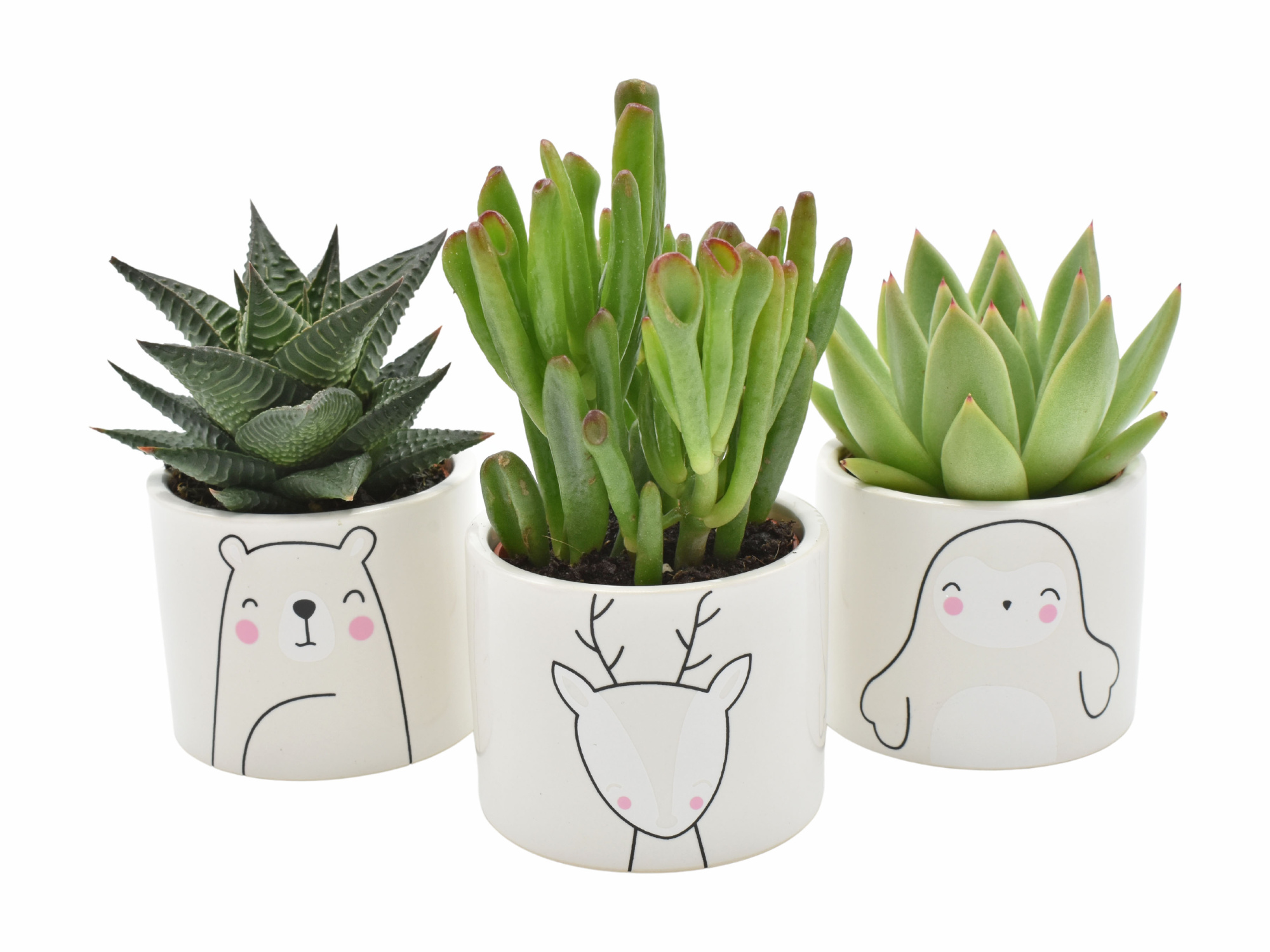 Succulent in Winter Animals ceramics, D 7