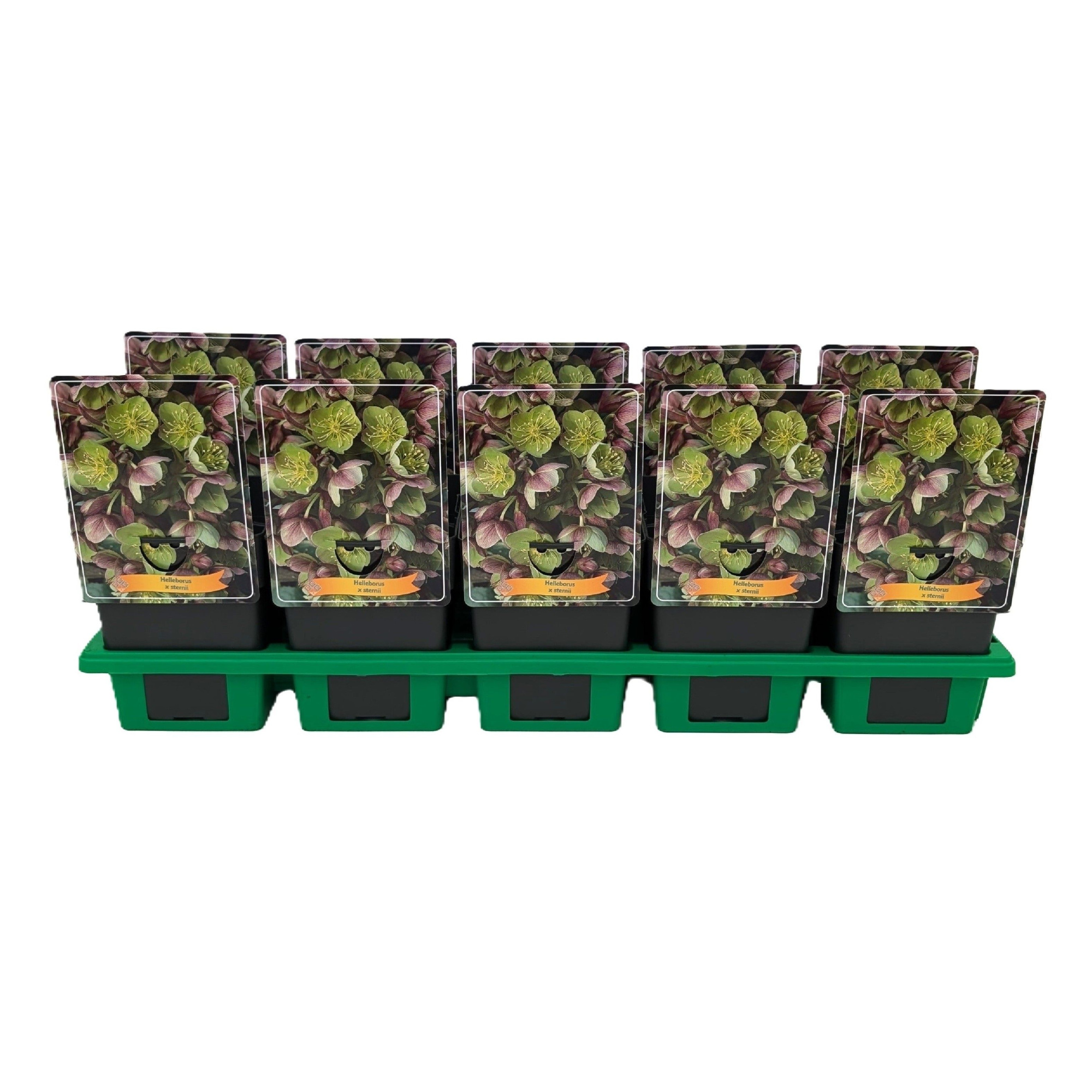 Helleborus x Sternii P11, D 11 cm