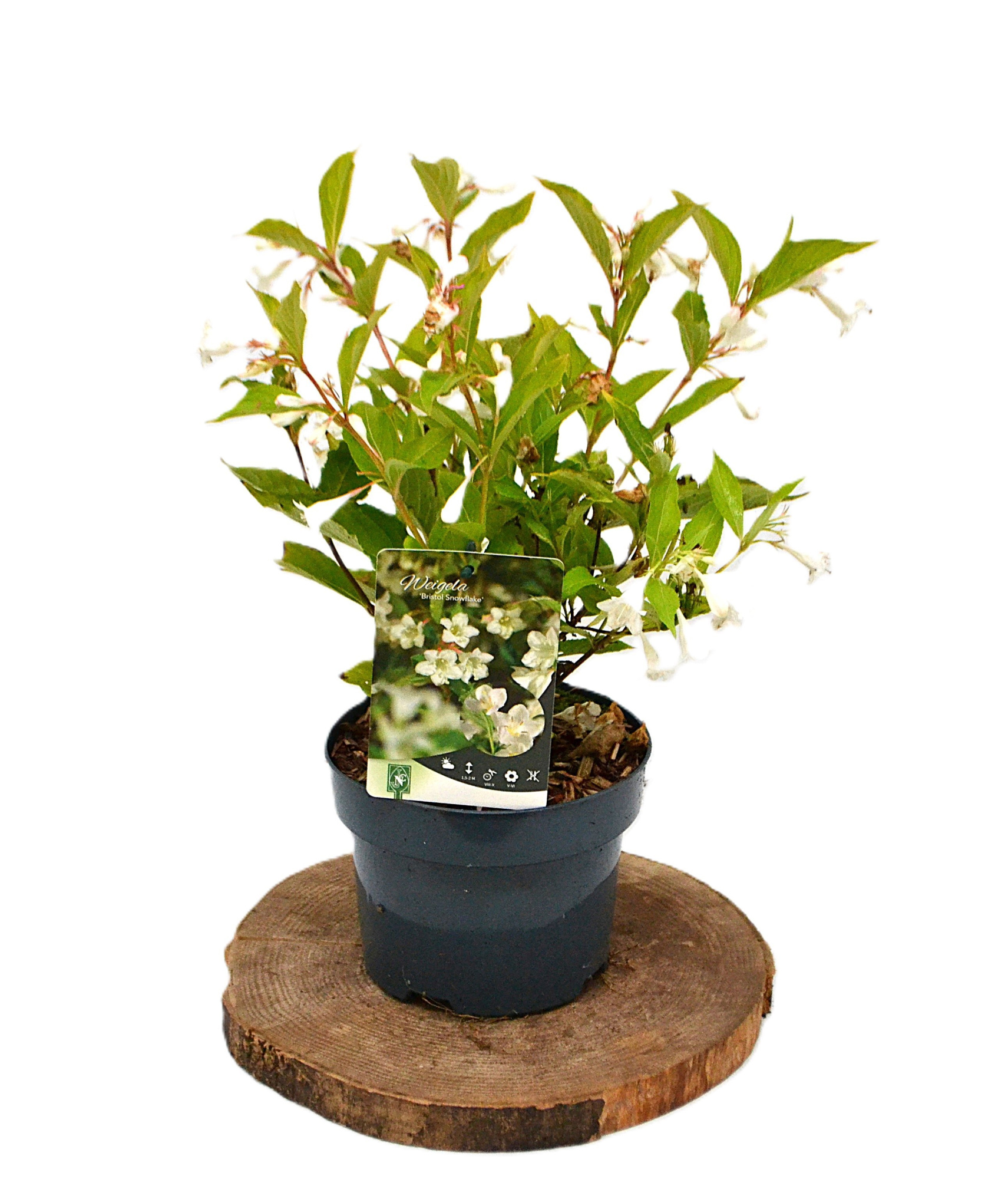 Weigela Bristol Snowflake C3, D 19