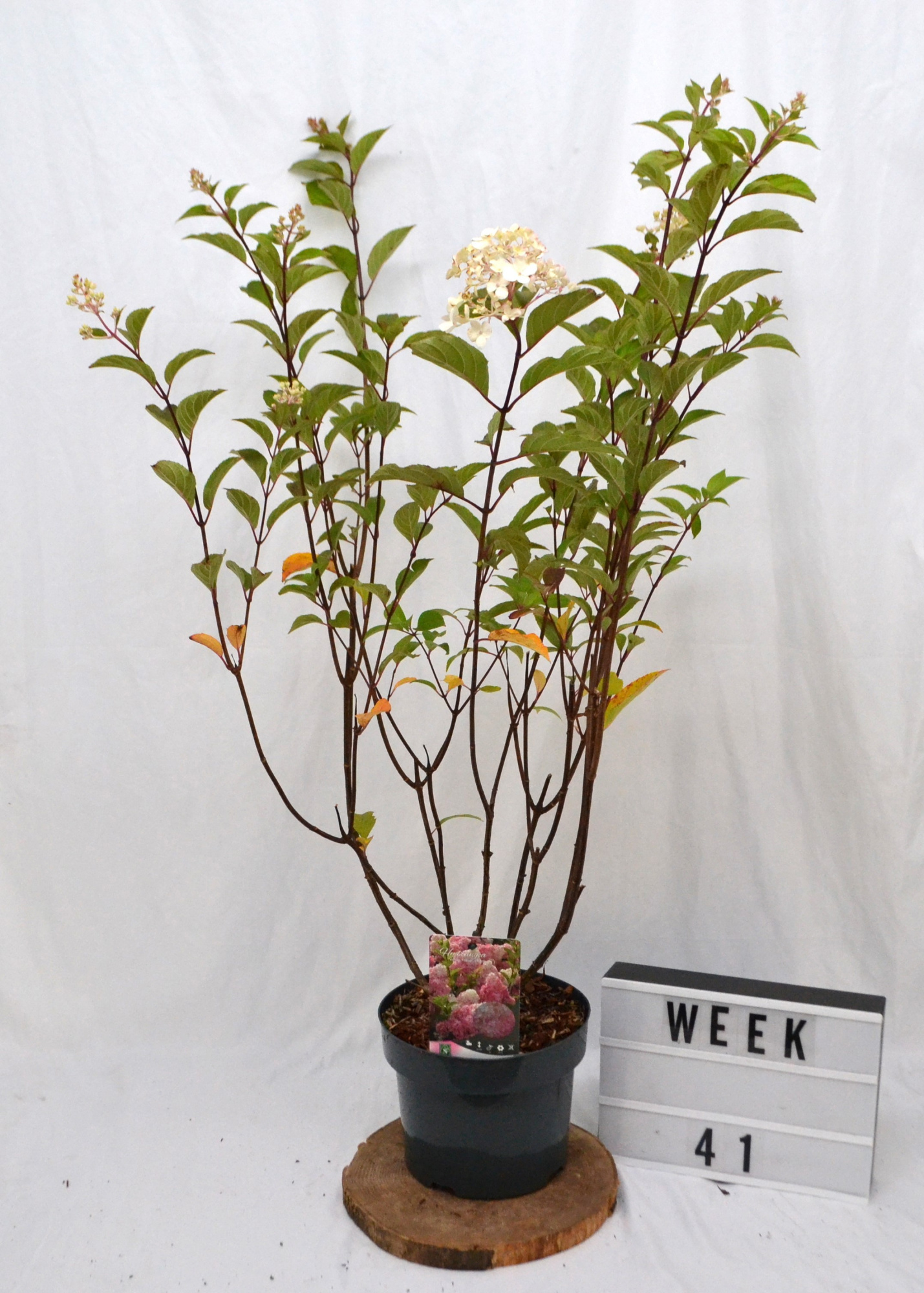 Hydrangea pan. 'Vanille-Fraise' C5, D 23 cm