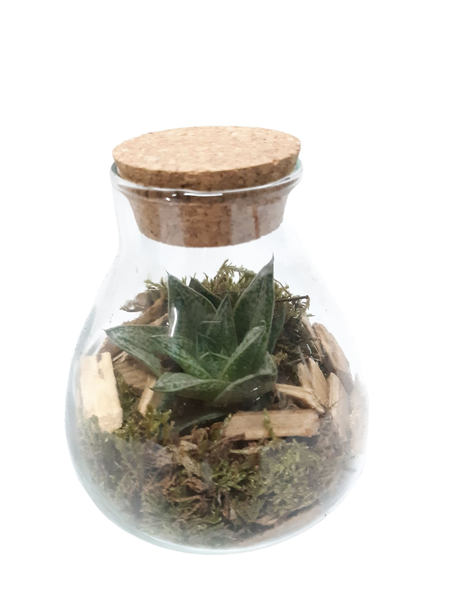 GKS10 Mini glass bowl + Kurk H12 Gasteria, D 10 cm