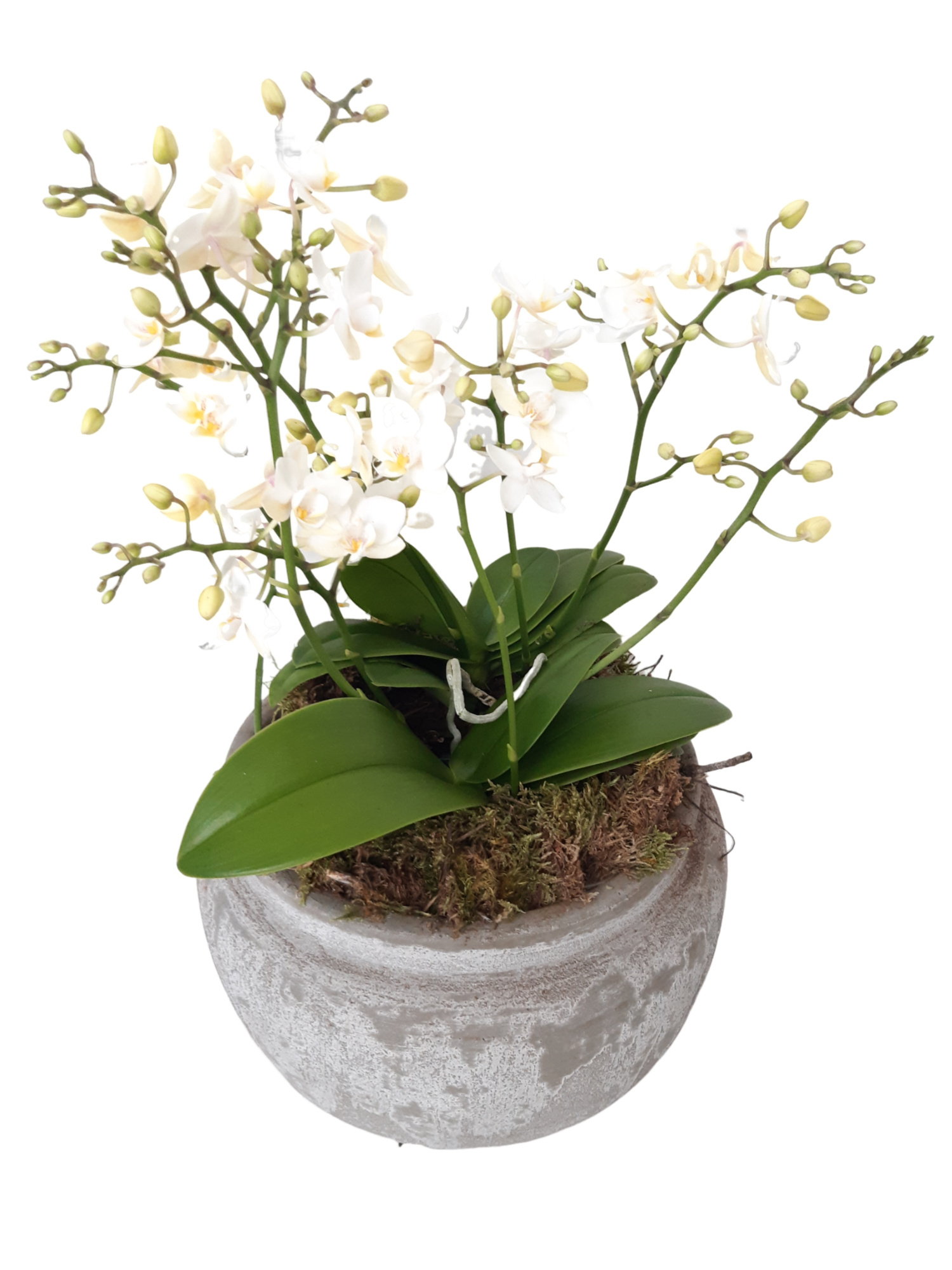 RGB24PWO Rude Bowl Grey 2x Phalaenopsis Wild Orchids, D 24