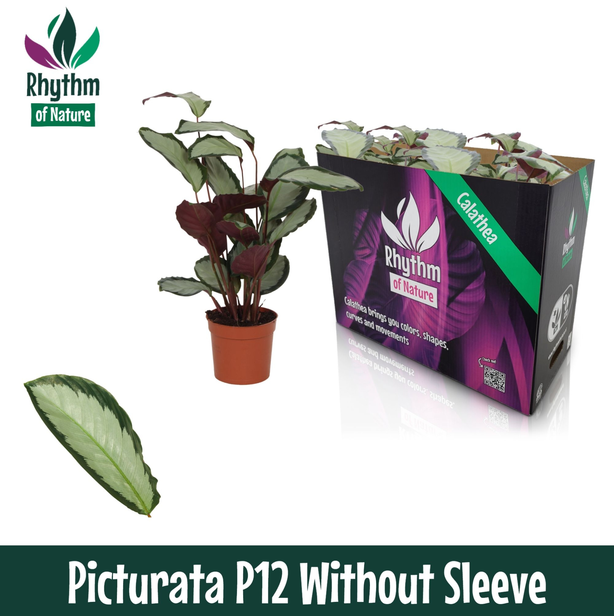 Calathea 12cm Picturata - Rhythm of Nature zonder hoes, D 12