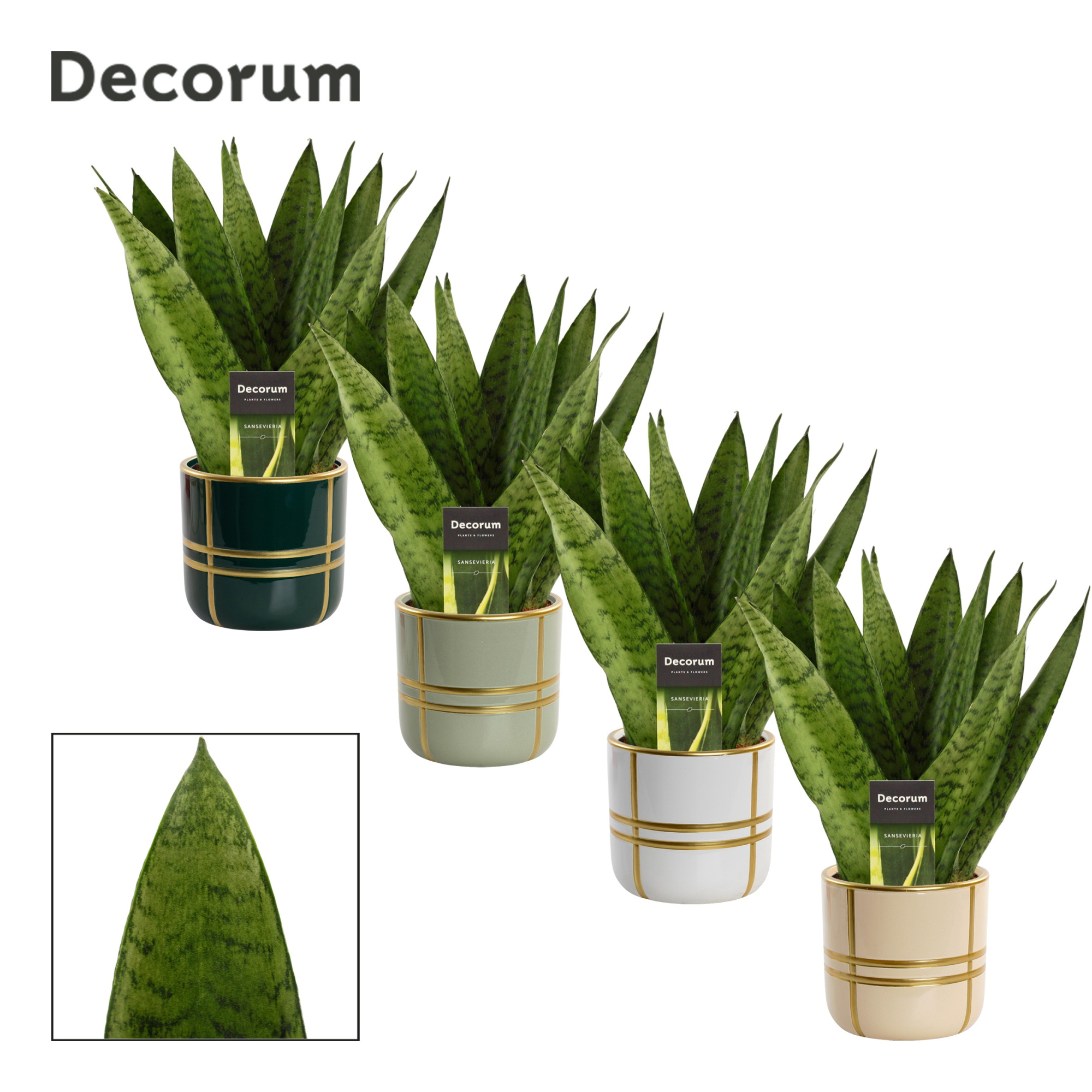 Sansevieria Zeylanica Fan 12 cm in Lauri (Top blend-collection), D 12 cm