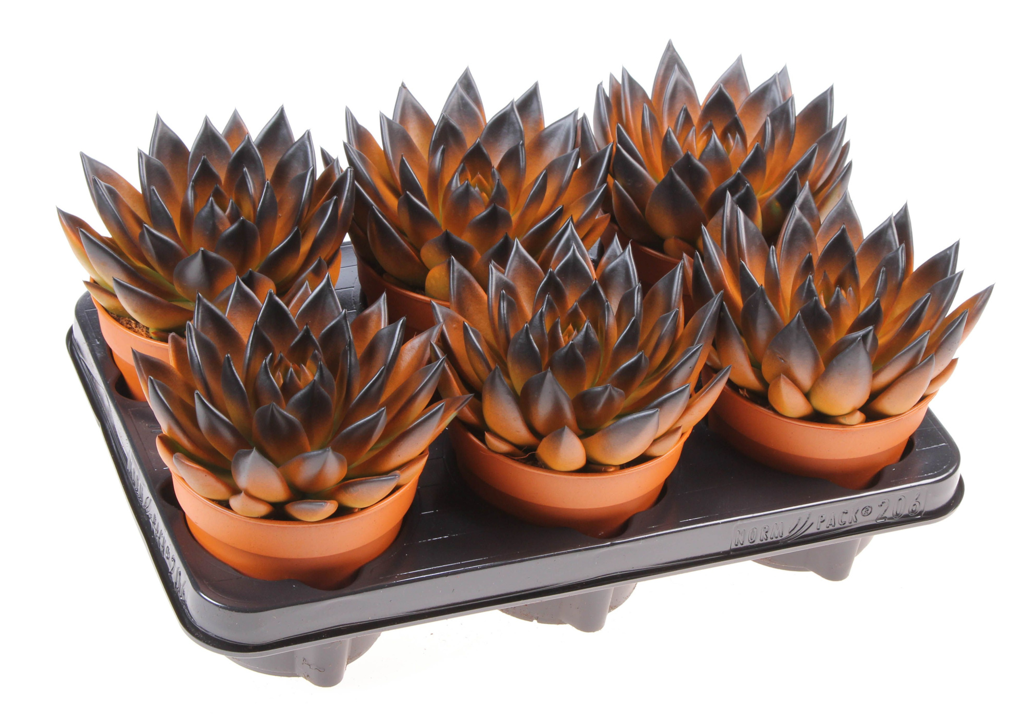 Halloween bicolor orange + black point, D 12