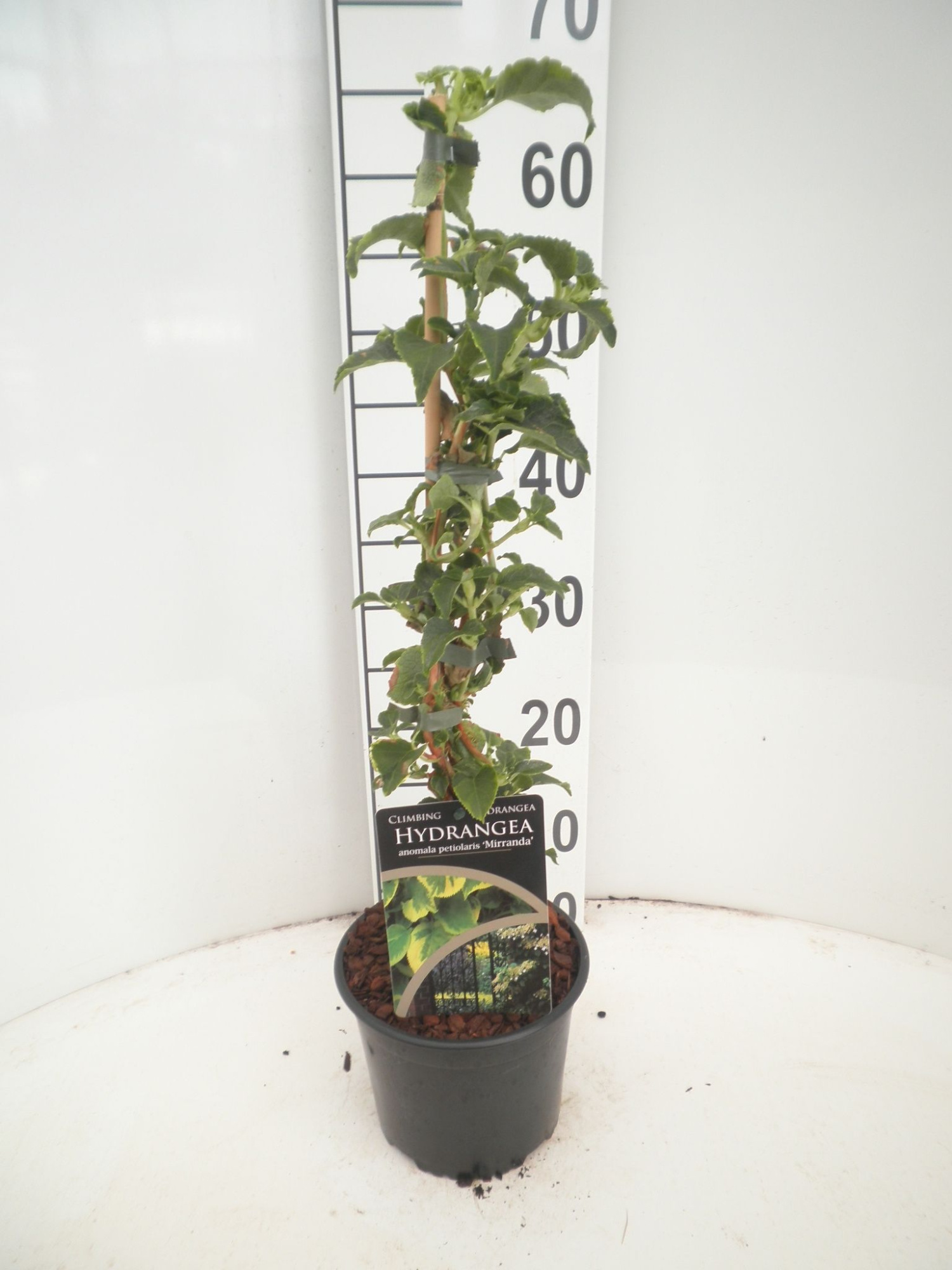 Hydrangea peteolaris Mirranda, D 17 cm