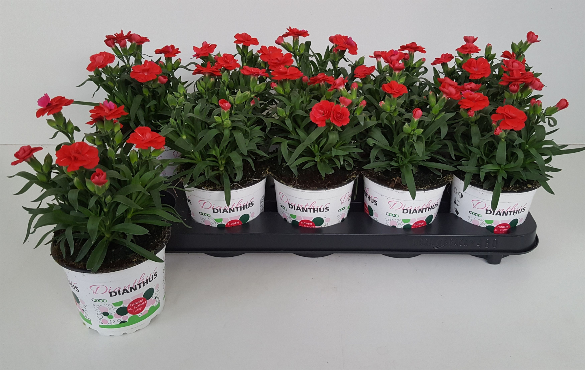 Dianthus Oscar Red, D 12 cm