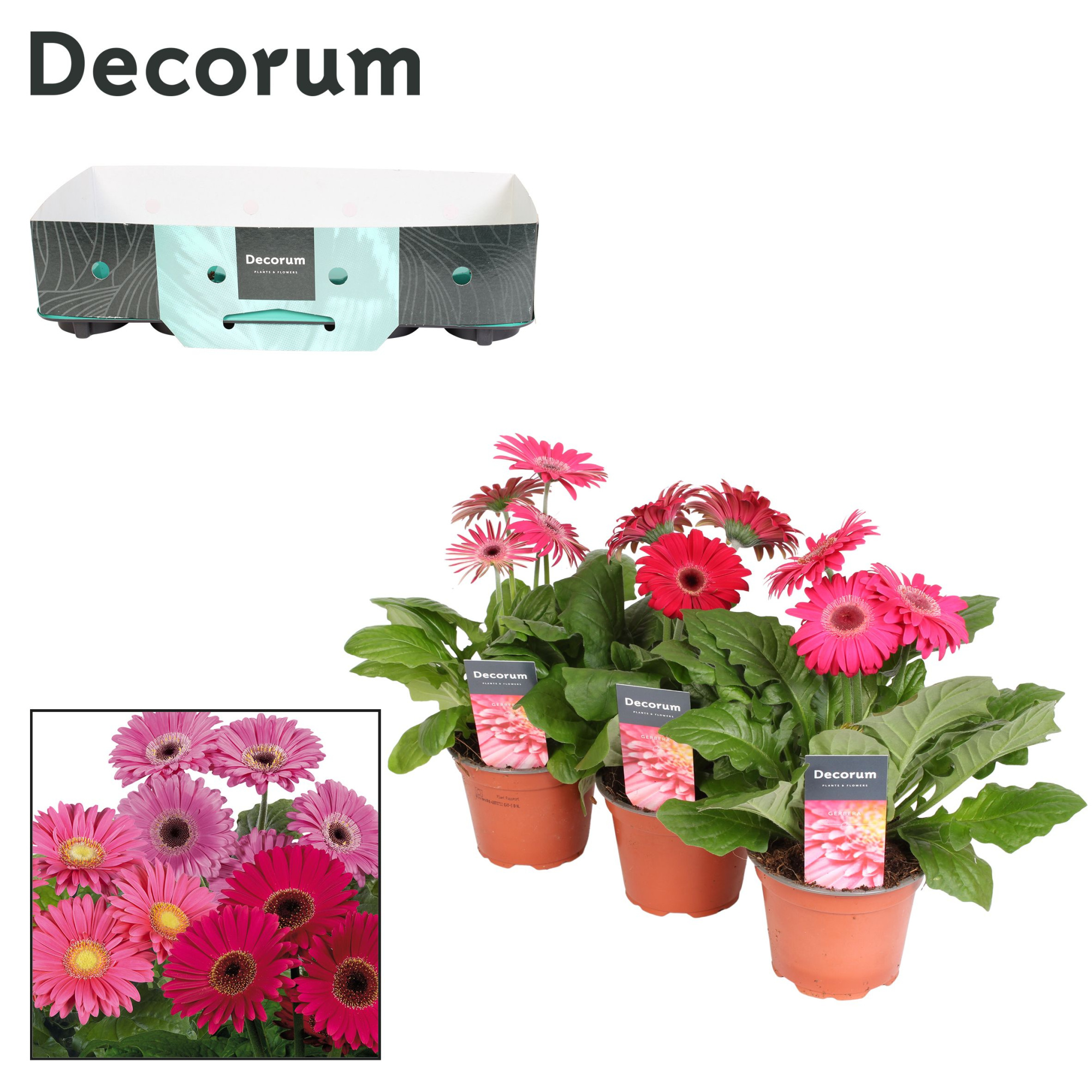 Gerbera 2+bl. 12cm paars (div. kleurtinten) met kraag Decorum, D 12