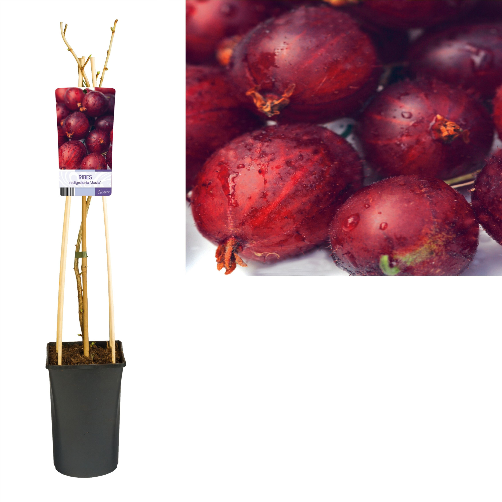 Ribes nidigrolaria 'Josta' +light label, D 17 cm