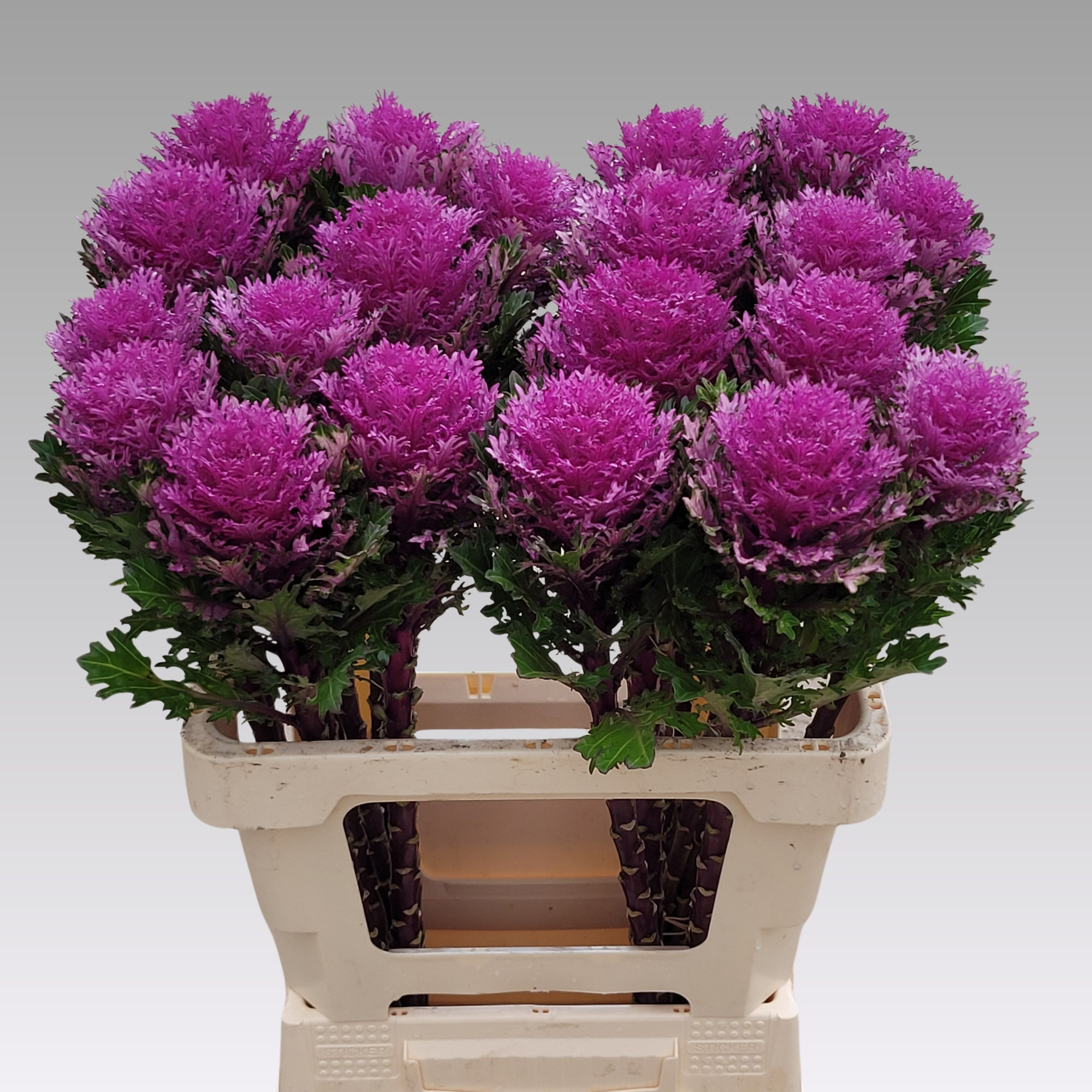 Брассика Крэйн Квин 60, шт.