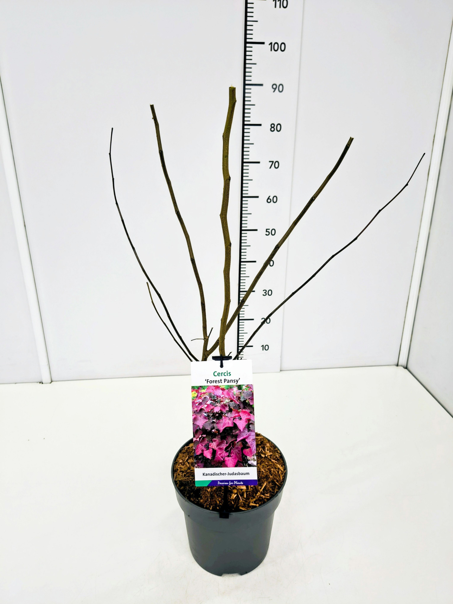 Cercis can. 'Forest Pansy' 50-60C5, D 23