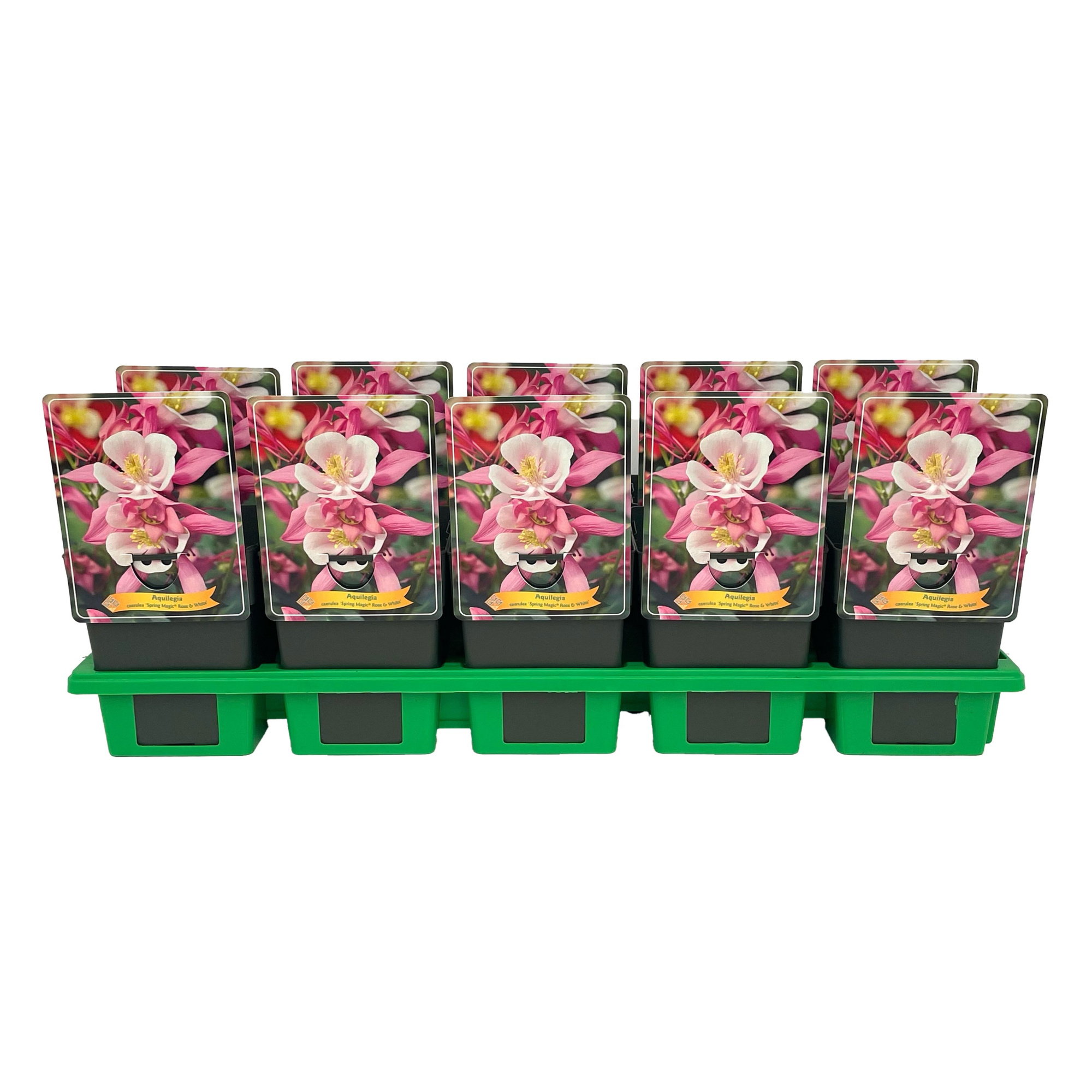 Aquilegia caerulea 'Spring Magic® Rose & White' P11, D 11 cm