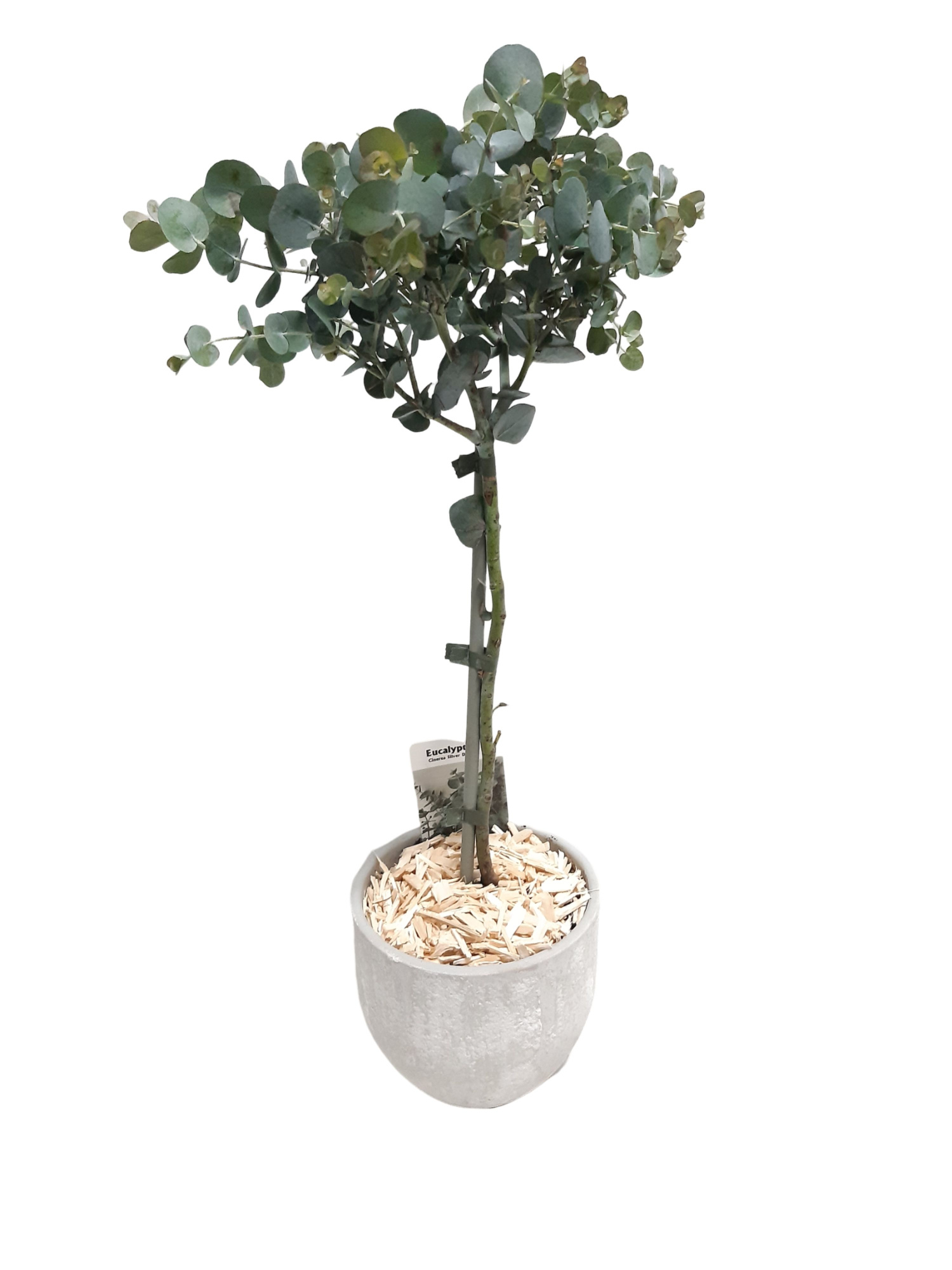 PP16EUC BolPot D16H60 Eucalyptus Stam, D 16 cm