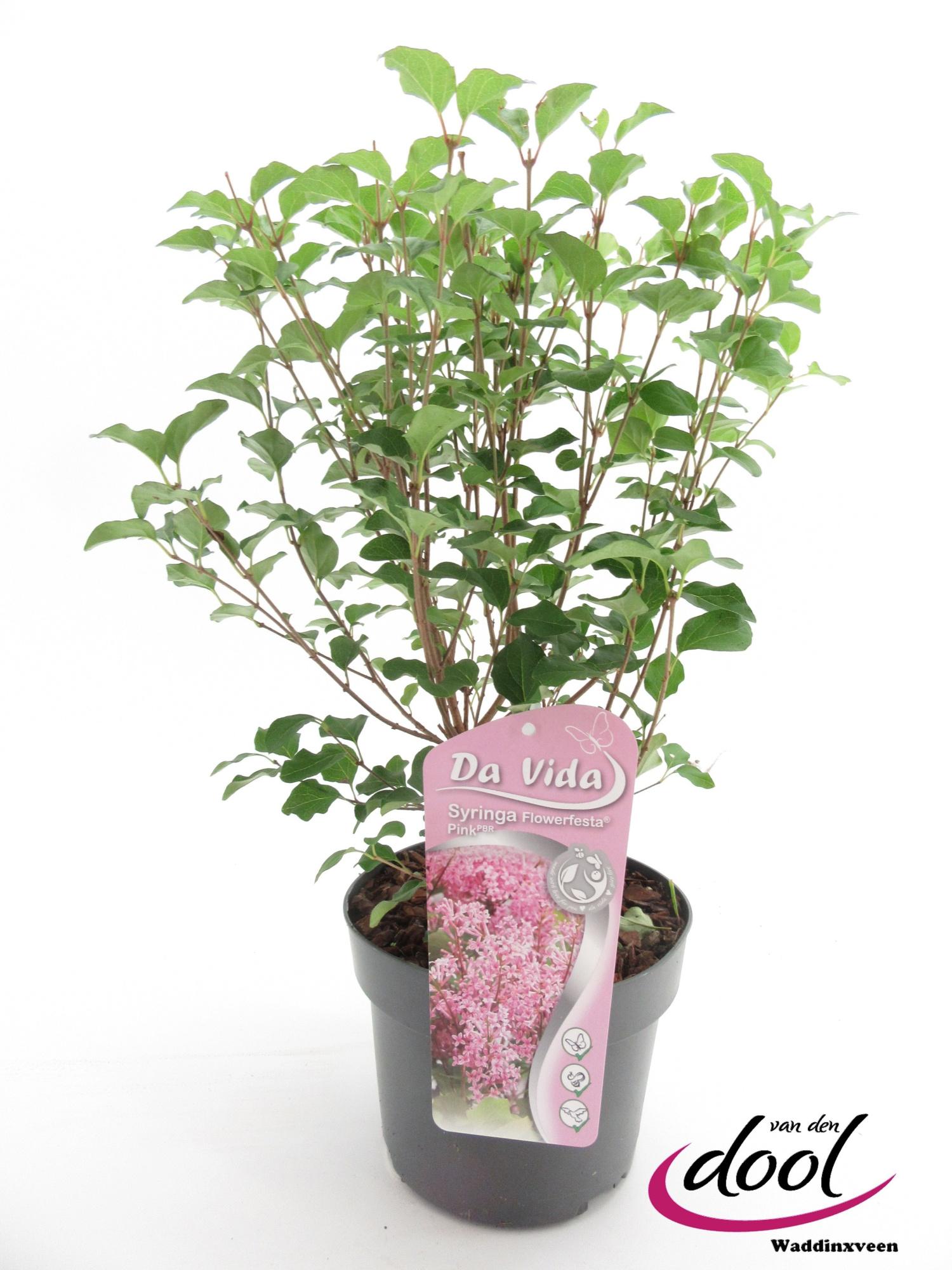Syringa Flowerfesta Pink, D 19 cm