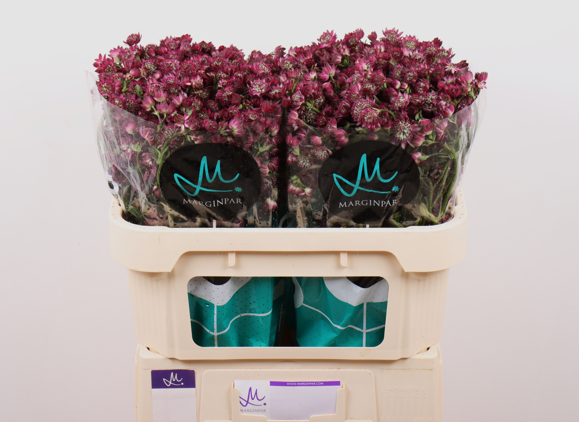 Астранция Стар Оф Дизае 70, шт.