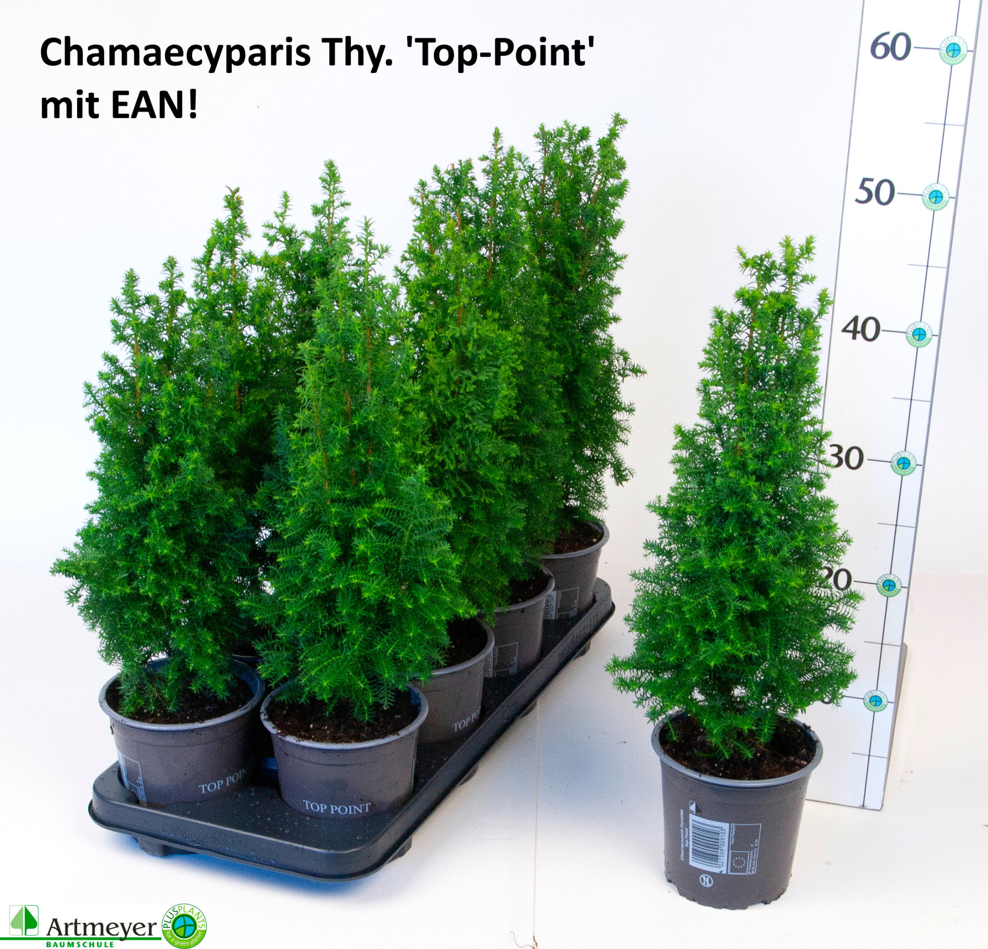 Chamaecyparis thyoides 'Top Point' T13, D 13 cm