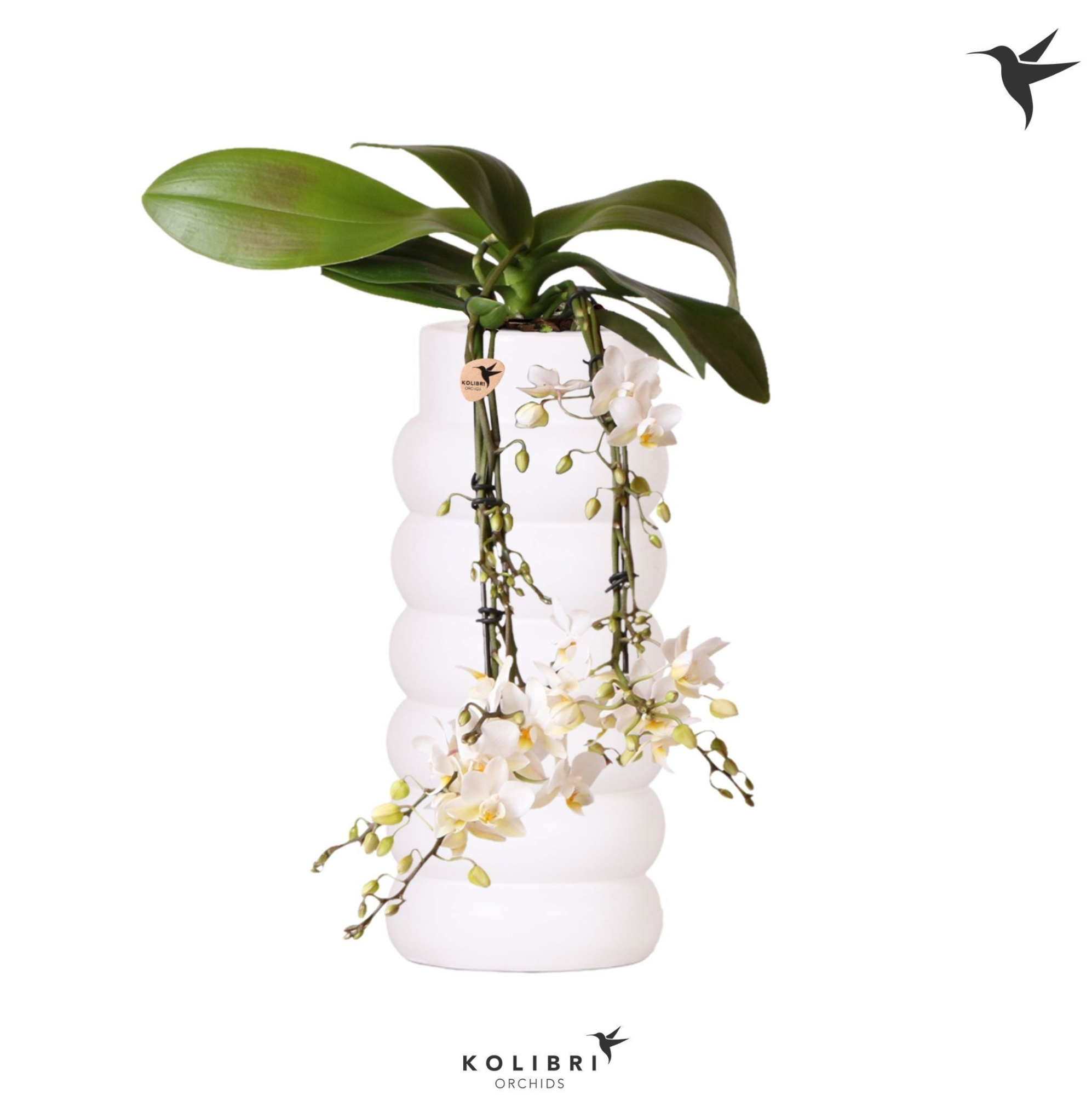Kolibri Orchids Phalaenopsis Victoria fall in Bubble fall white, D 9