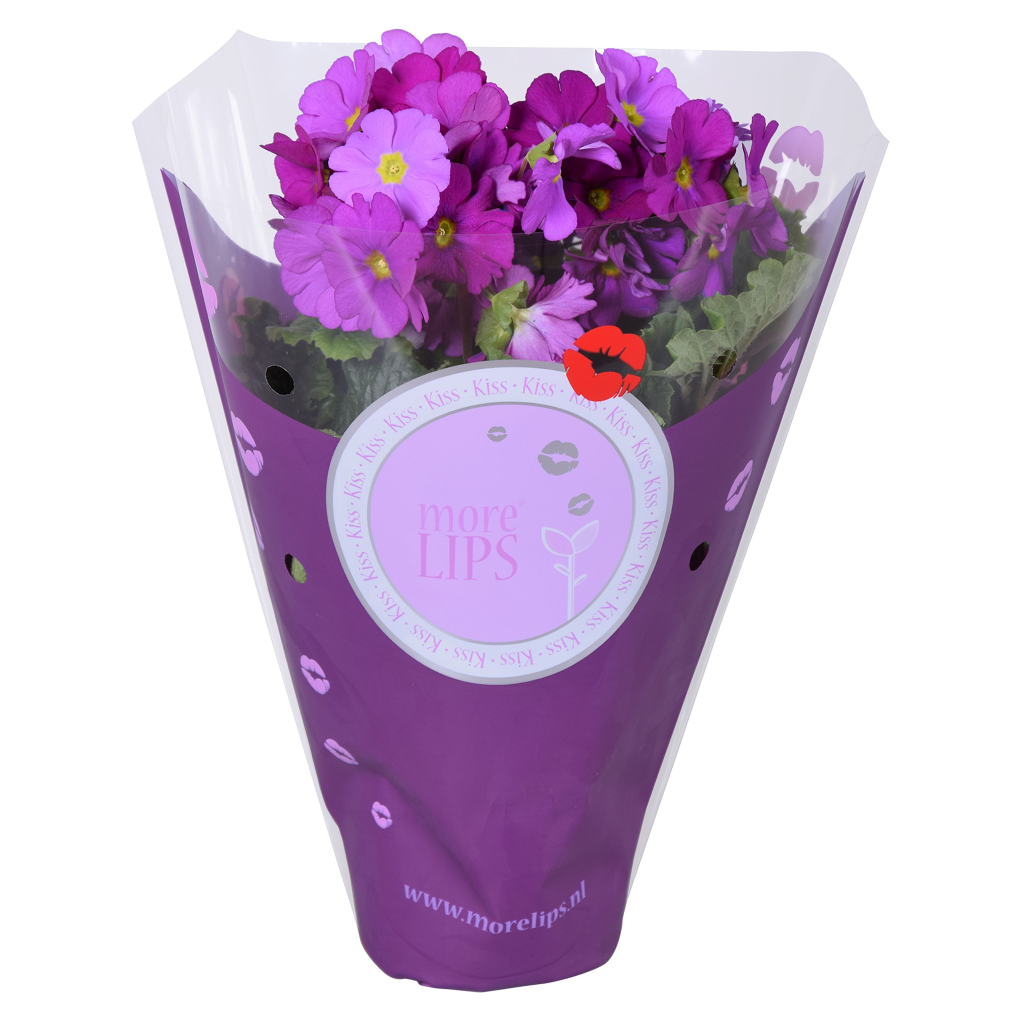 MoreLIPS® Primula Obc MixLAAG in Color Hoes, D 12