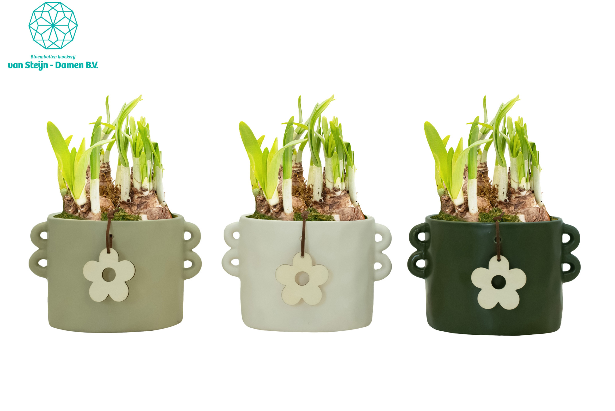 Narcissus 'Cilinder Flower', D 16