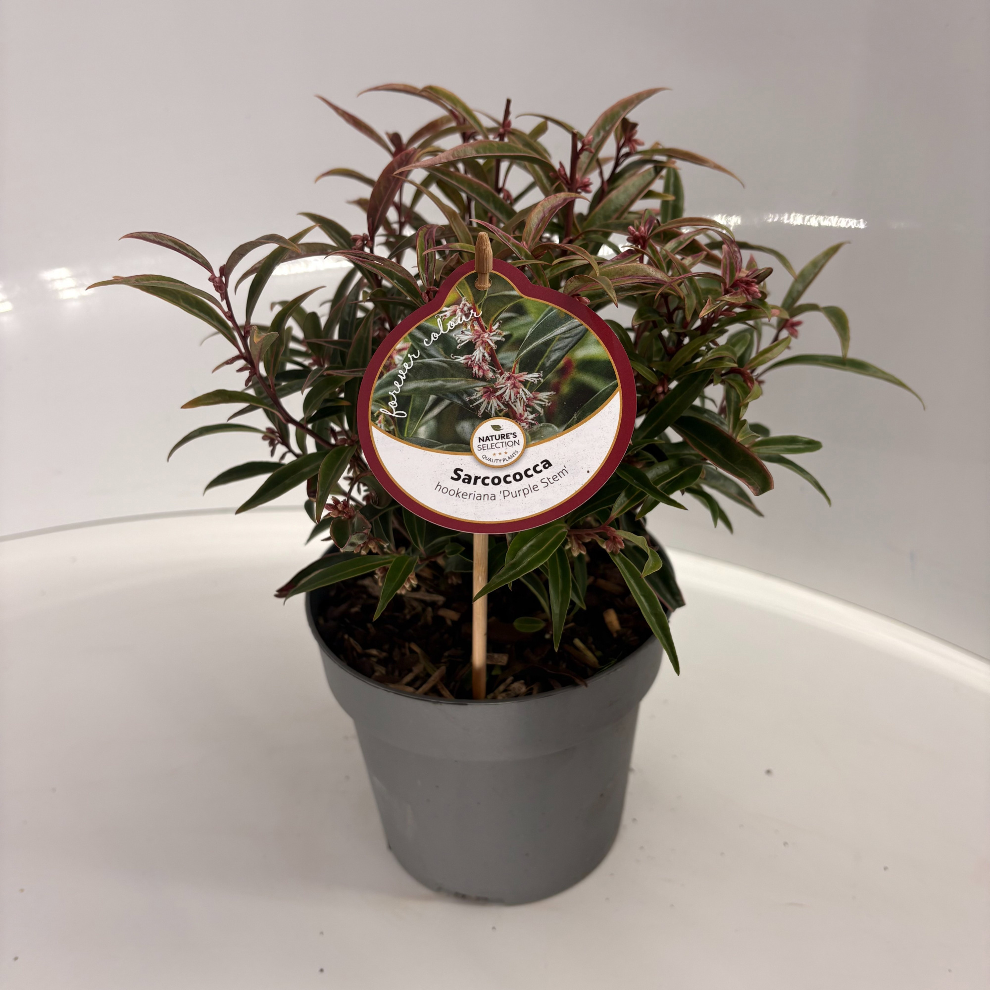 Sarcococca hookeriana 'Purple Stem', D 17