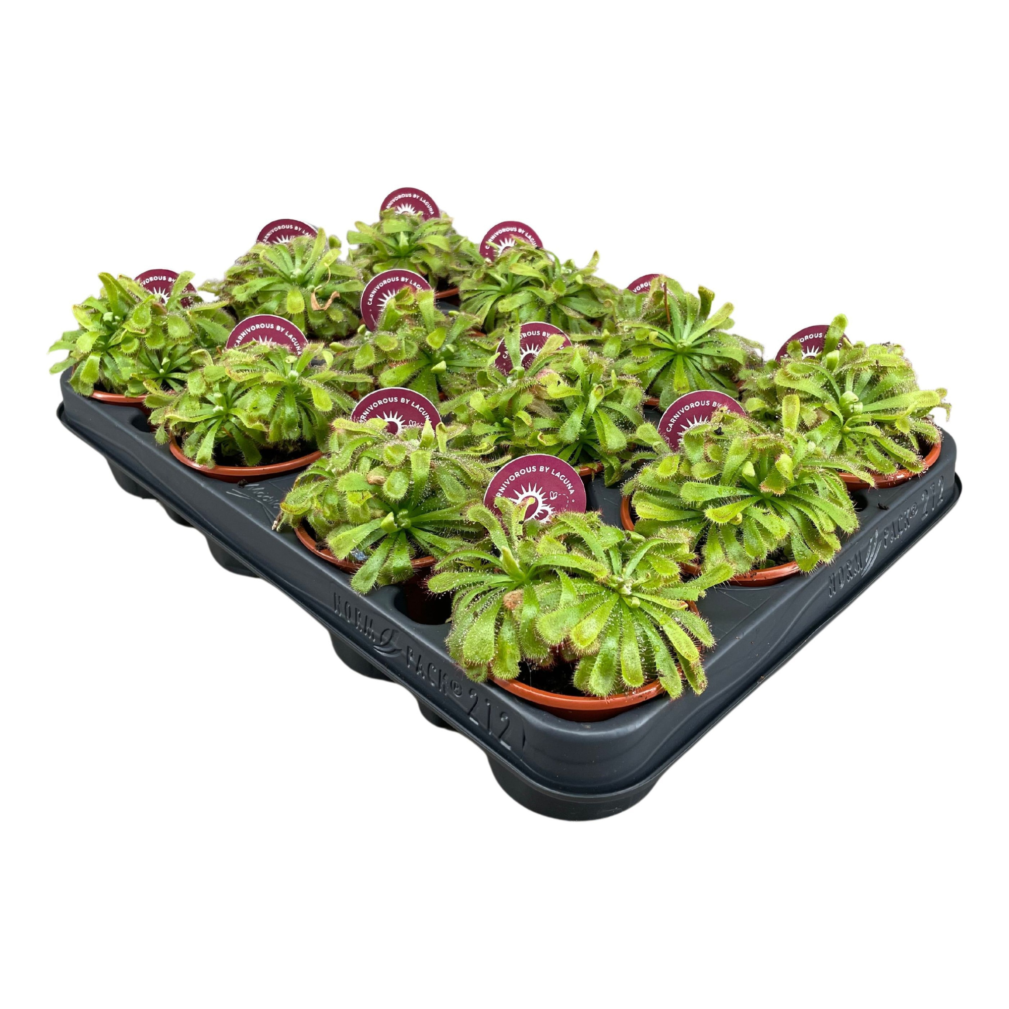 Drosera Aliciae 8,5 cm, D 8,5 cm