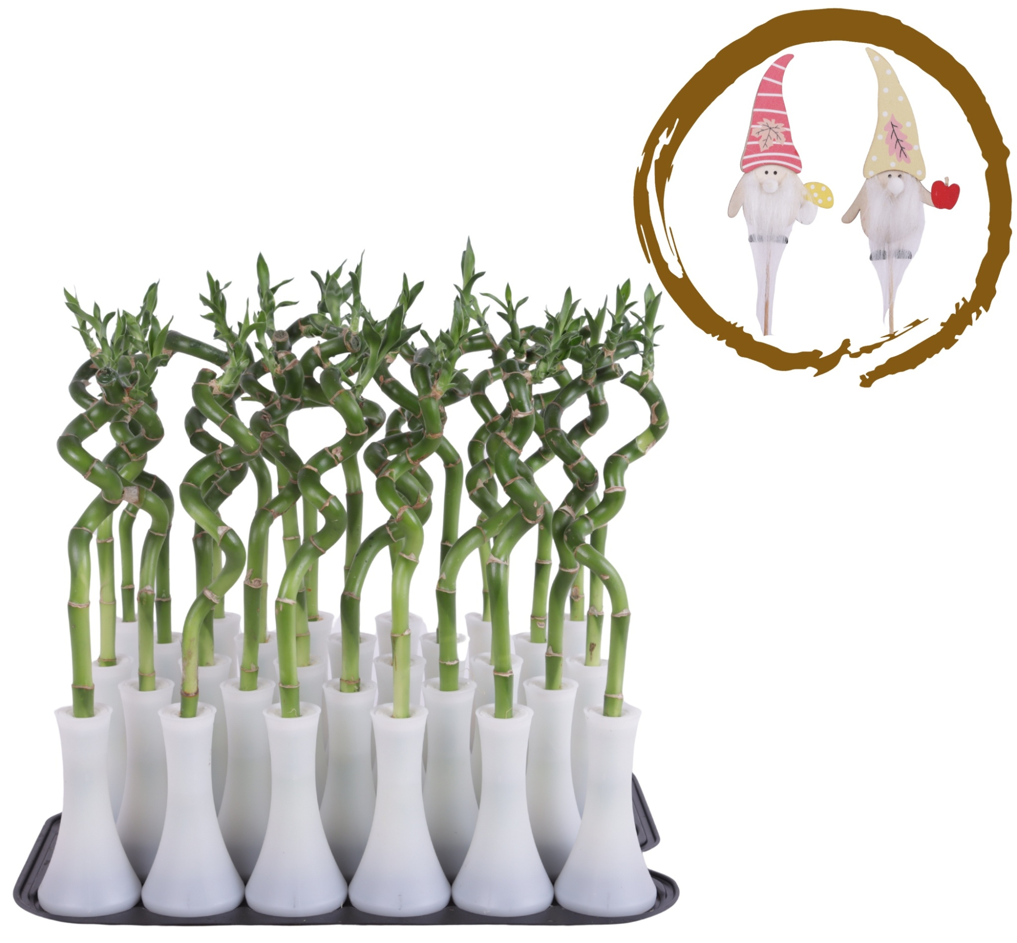 Lucky Bamboo Stem Spiral 30cm in Tube Vase White, D 6 cm