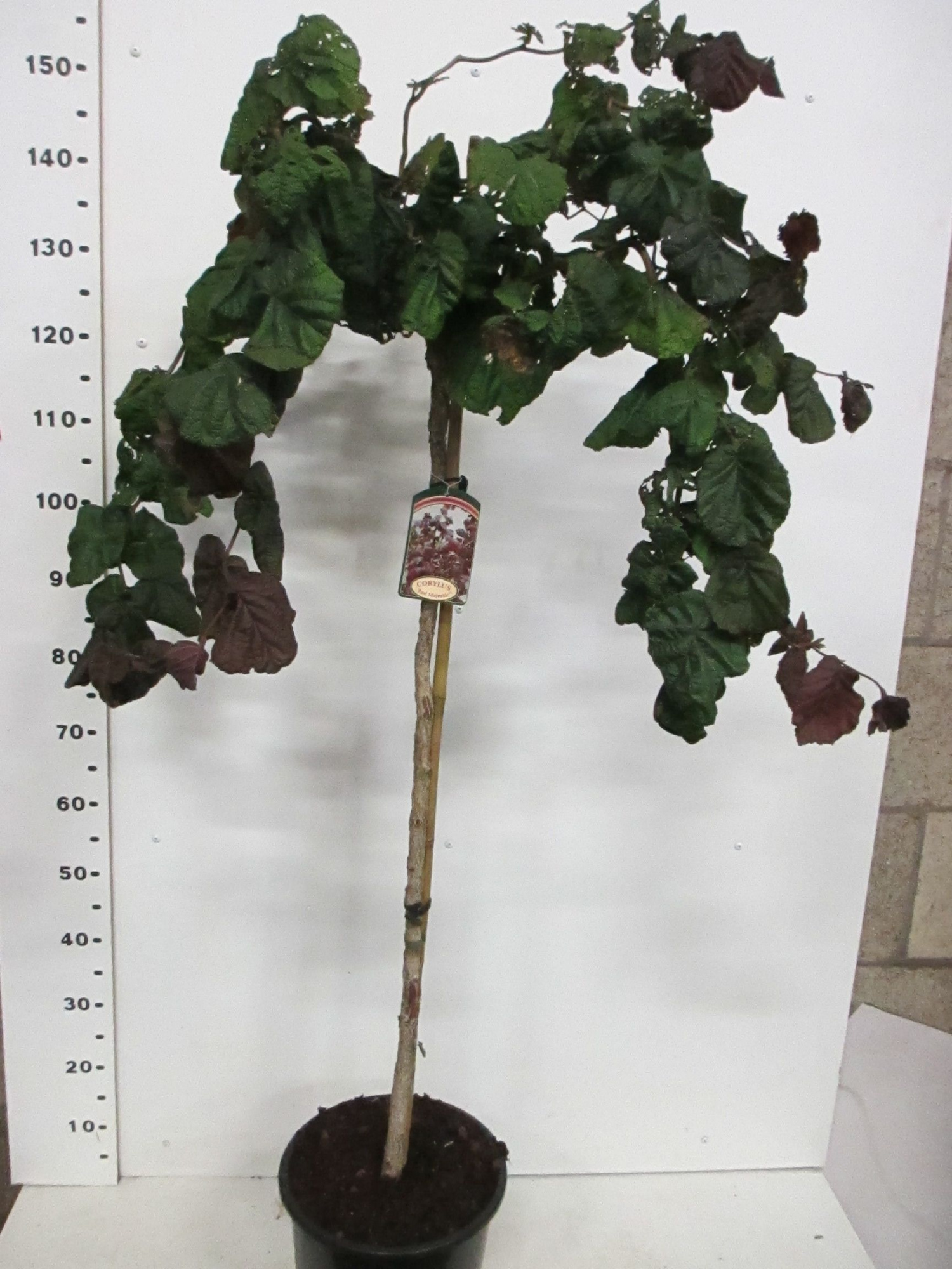 Corylus a. Red Majestic 100 stam 40-50 kroon P28, D 28 cm