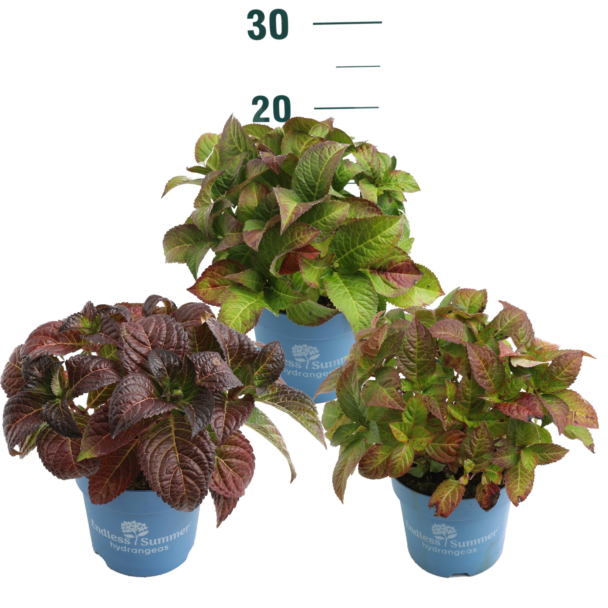 Hydrangea 'Endless Summer Mix' - P14, D 14 cm